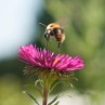 Biene im Anflug auf eine Blüte.