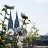 Blütenpracht in Köln-Deutz mit Dom und Hohenzollernbrücke im Hintergrund