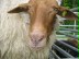 Foto: Brauner Kopf eines Schafes.