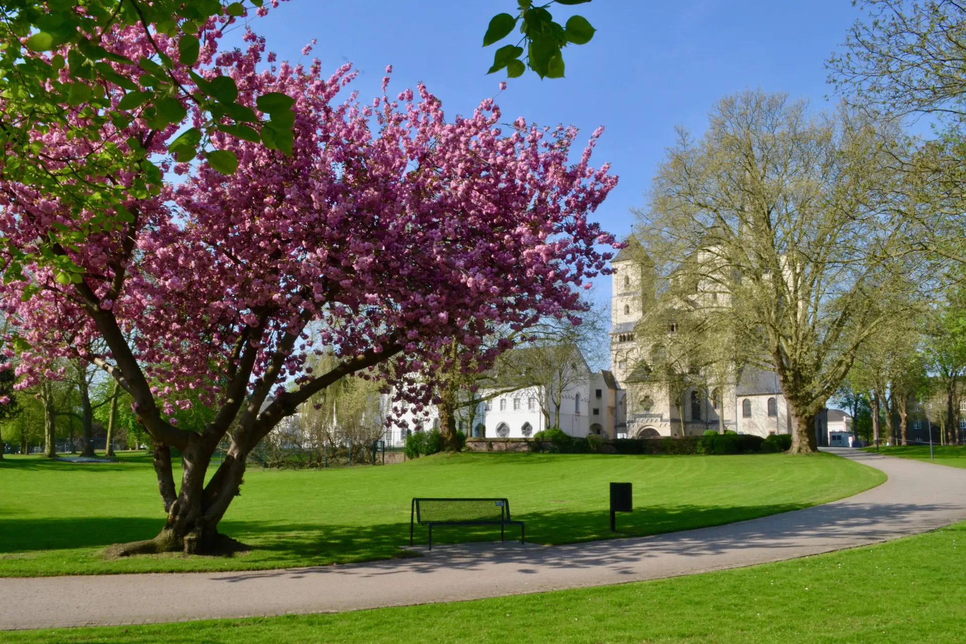 Foto vom Abteipark mit Kirschbaum und Bank