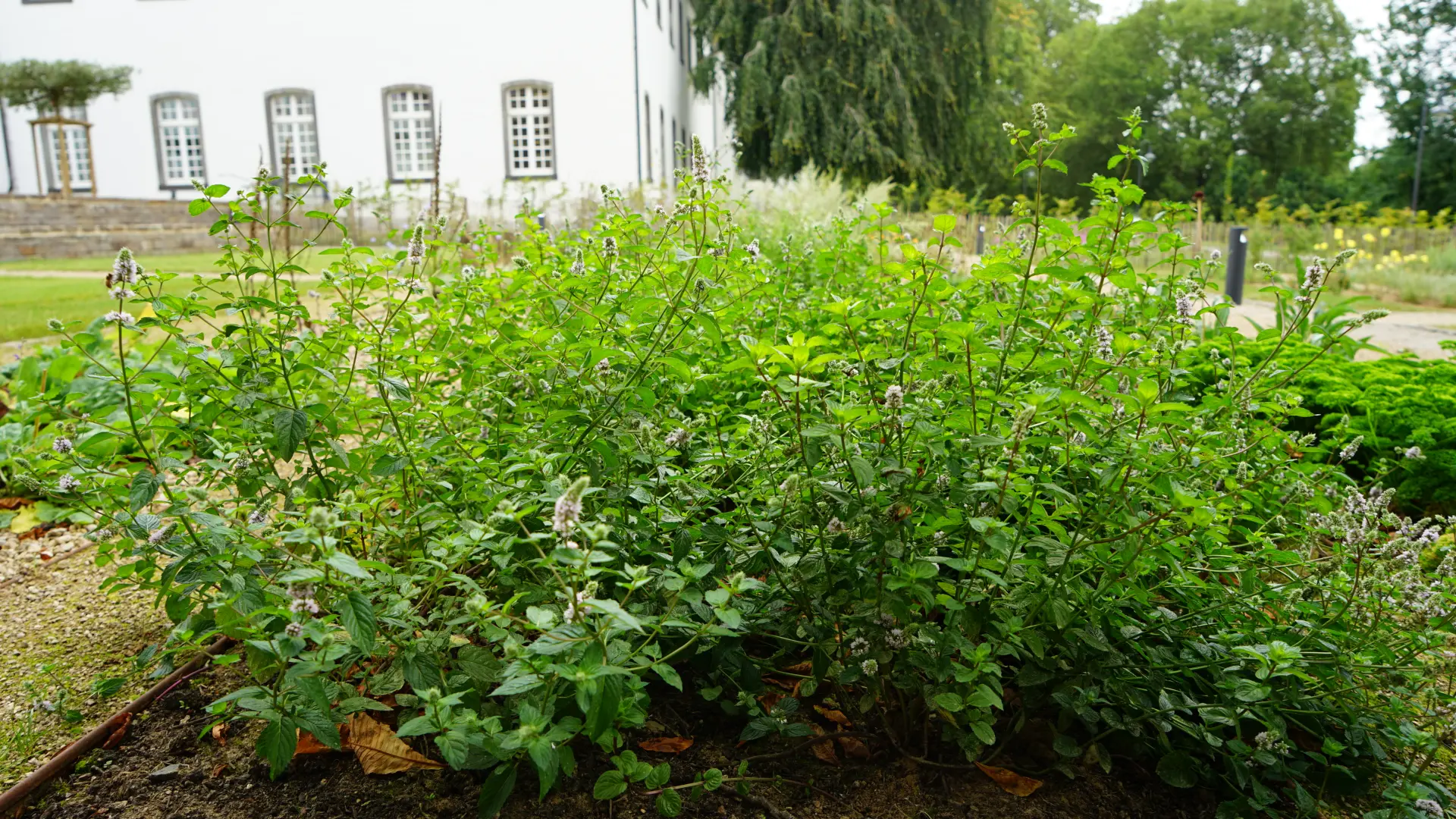 Foto von Kräutern im Klostergarten