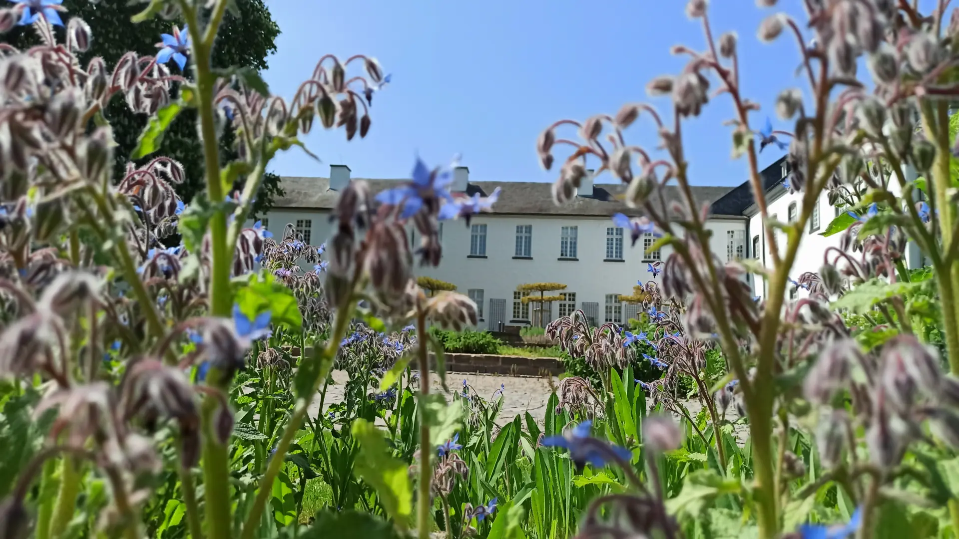 Foto von Pflanzen im Vordergrund und Abteigebäude im Hintergrund