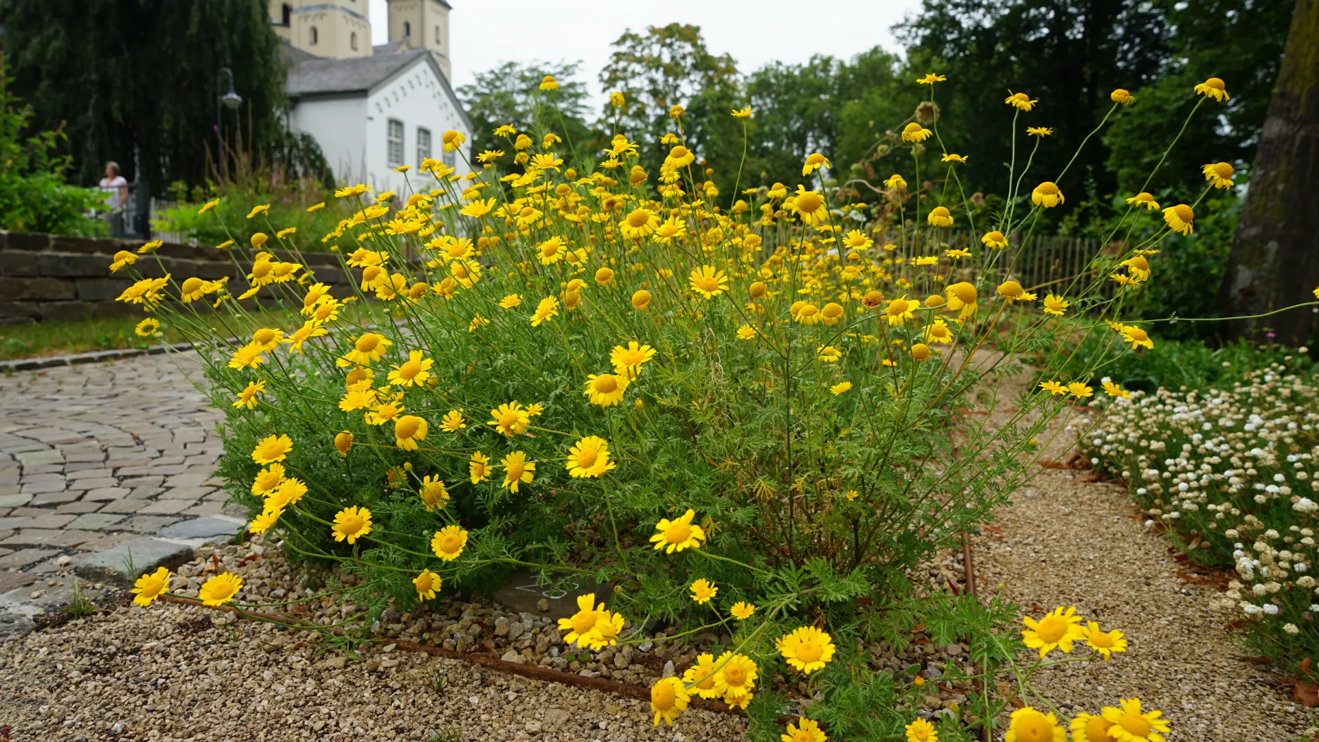 Foto von Pflanzen vor Klostergebäude