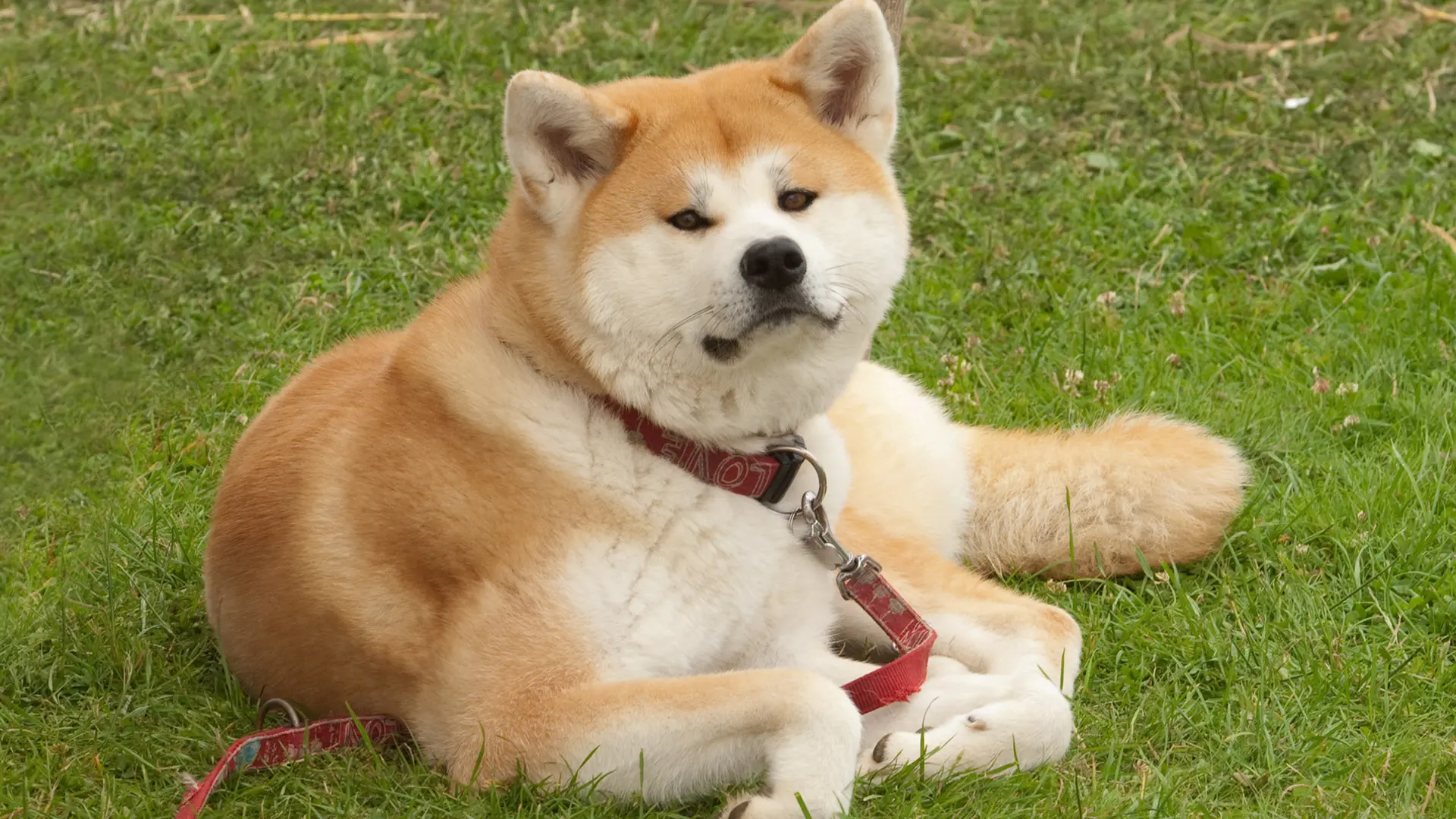 Ein Shiba Inu Hund liegt gemütlich im Gras 