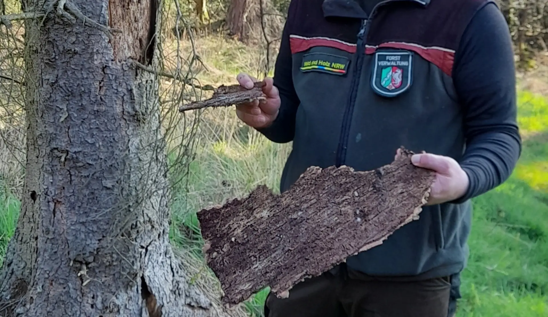 Eine Person hält die Rinde eines Baumes in den Händen. Links daneben steht ein Baum.