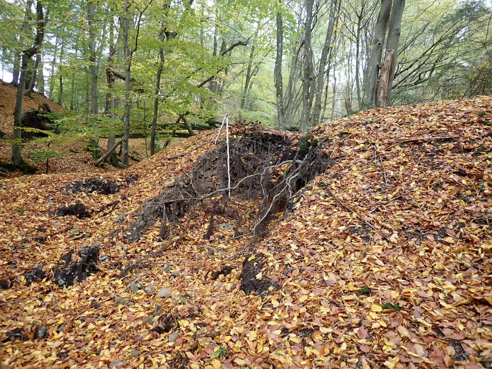 Ein beschädigter Damm im Wald. Auf dem Boden liegen braune und gelbe Blätter. Die Bäume tragen grüne 