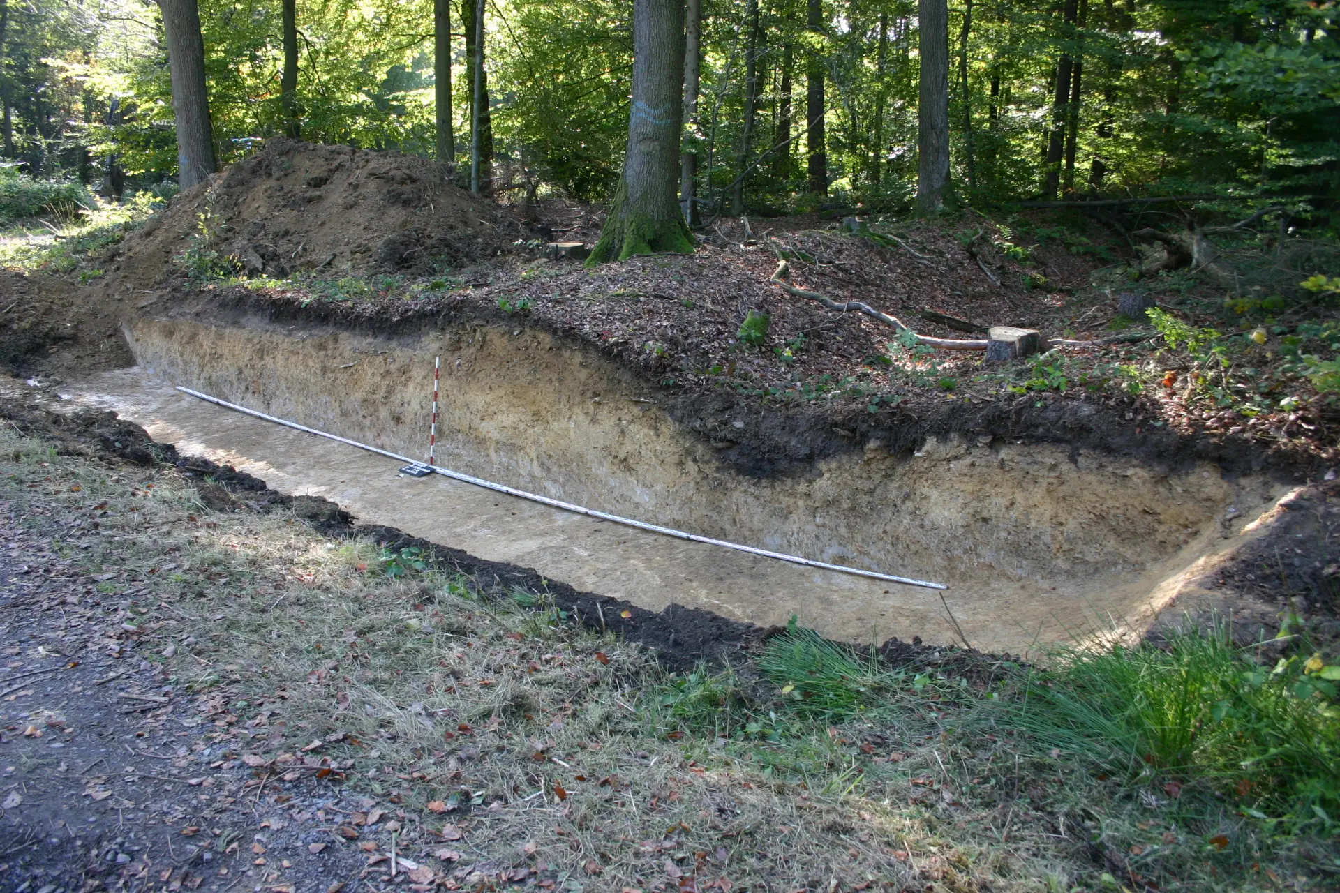 Ein Grabungsschnitt durch zwei längliche Erhebungen im Wald.