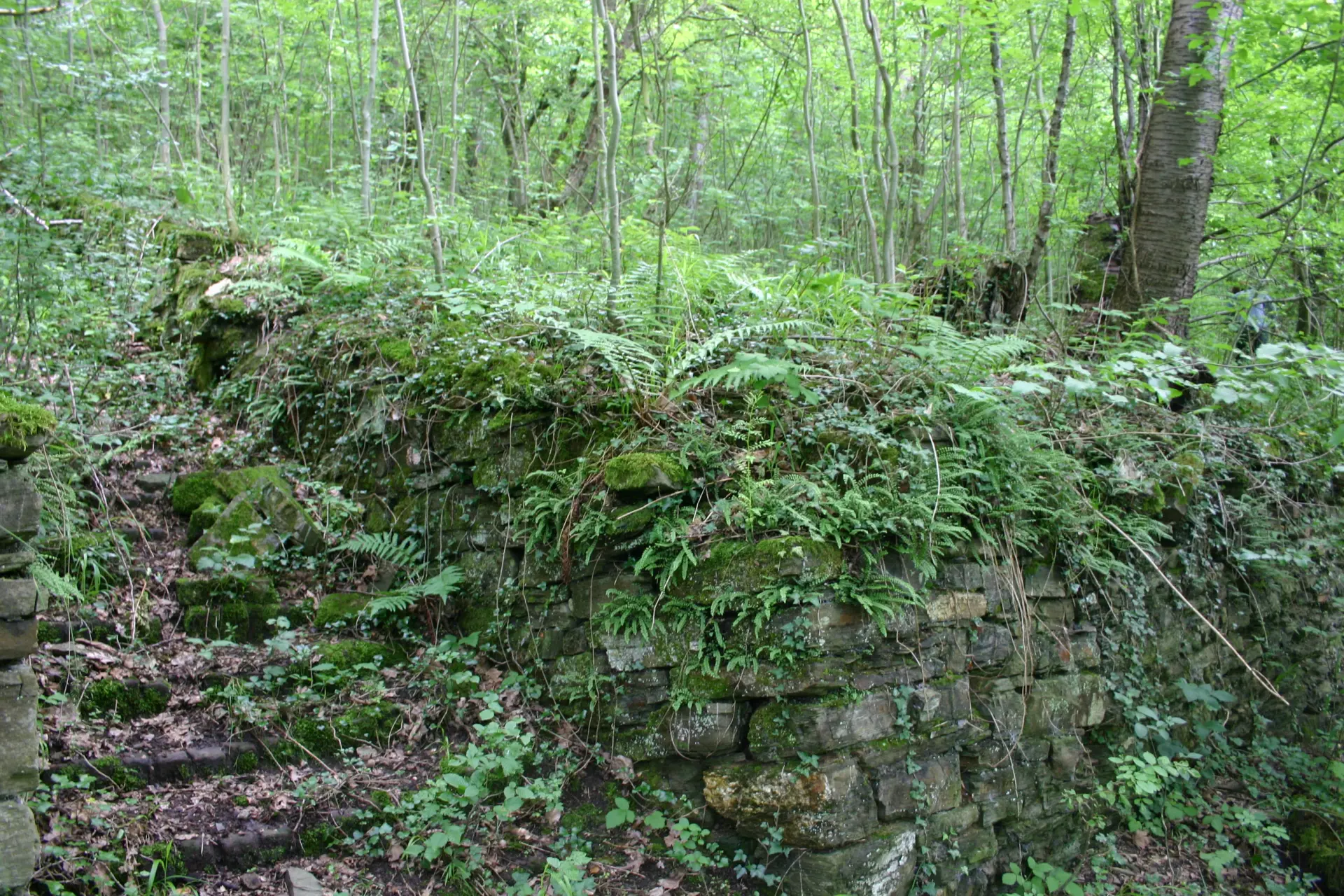 Blick von Nahem auf eine dicht mit Moos und Farnen bewachsene Steinmauer inmitten eines Waldes.