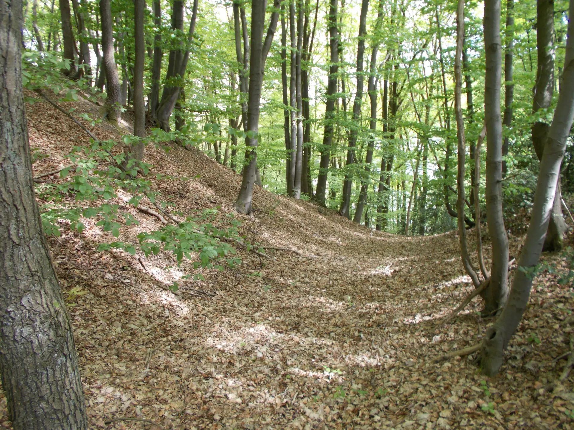Laubwald mit vielen schlanken Bäumen. Ein flacher, grabenartiger Geländeeinschnitt verläuft durch den mit trockenem Laub bedeckten Waldboden.