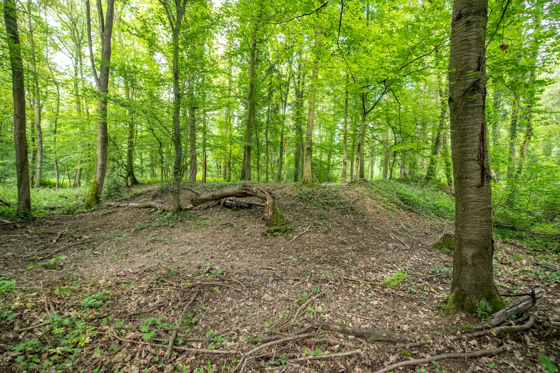 Blick auf eine leichte, mit Laub bedeckte Erhöhung des Bodens in einem Wald.