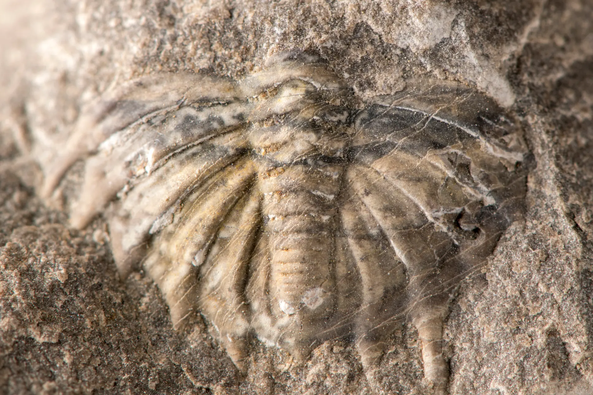 Nahaufnahme eines Fossils in einem hellgrauen bis beigen Stein.