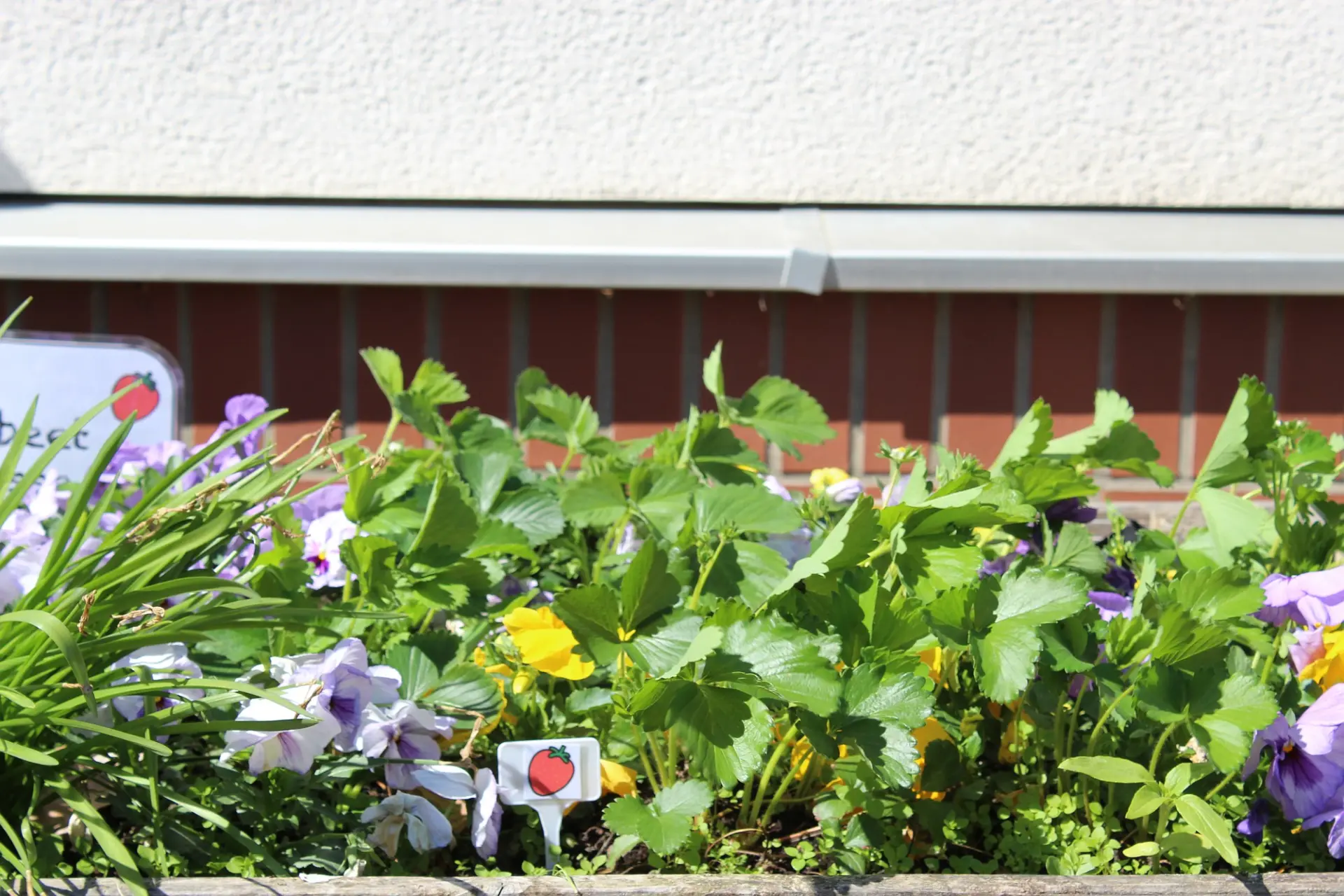 Nahaufnahme von Erdbeerpflanzen und anderen Blumen in einem Beet