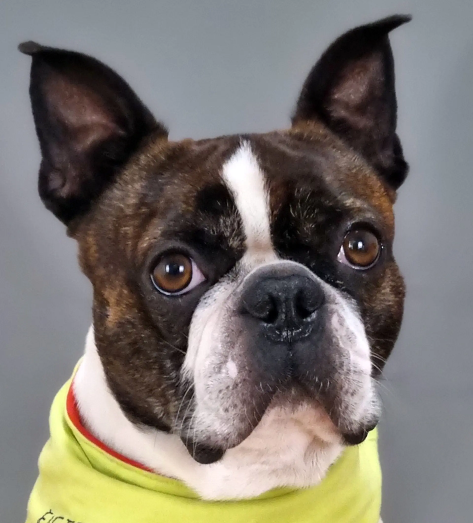 Porträt von Therapiehund Fiete mit gelbem Halstuch.