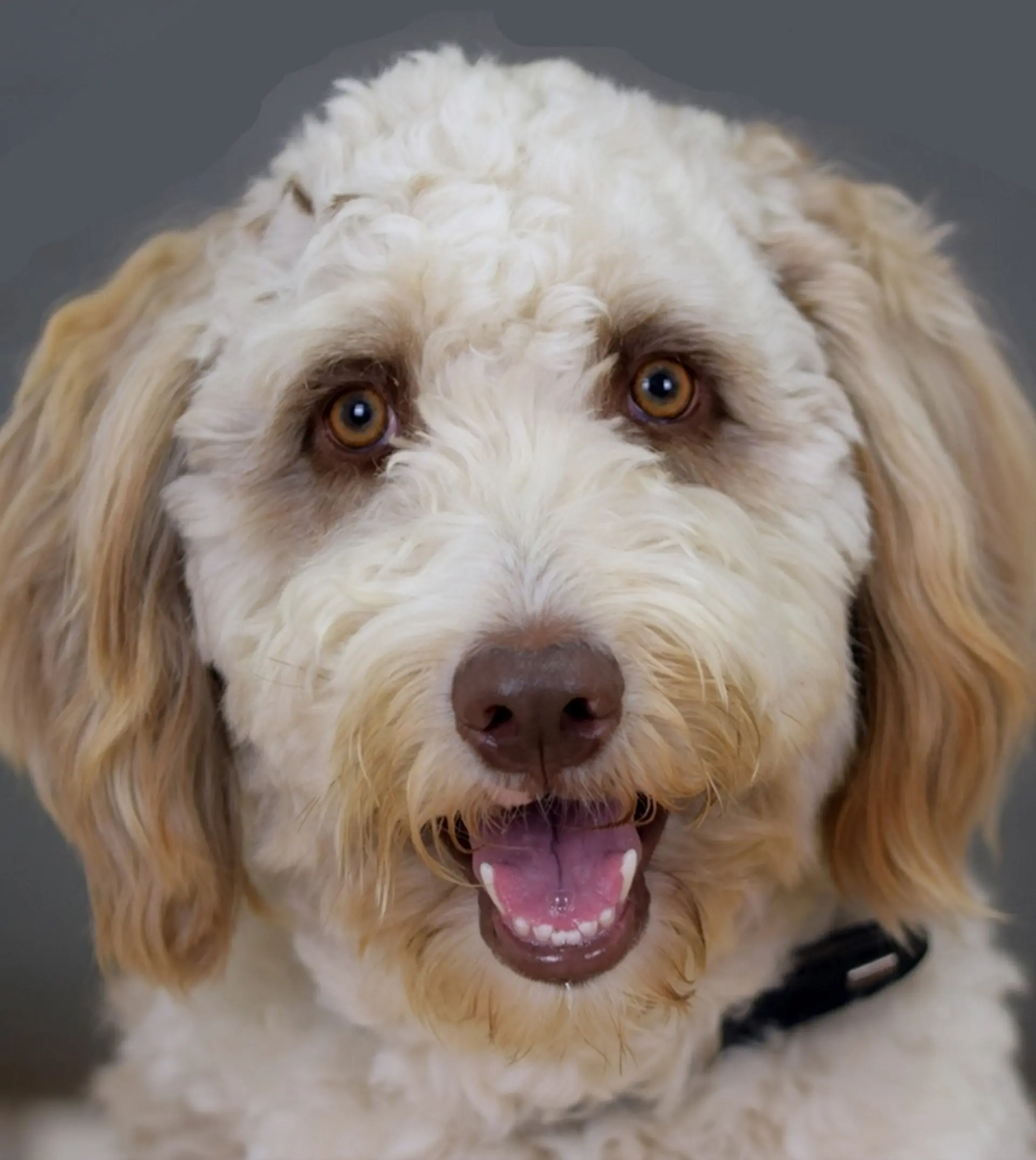 Porträt von Therapiehund Herr Karlsson.