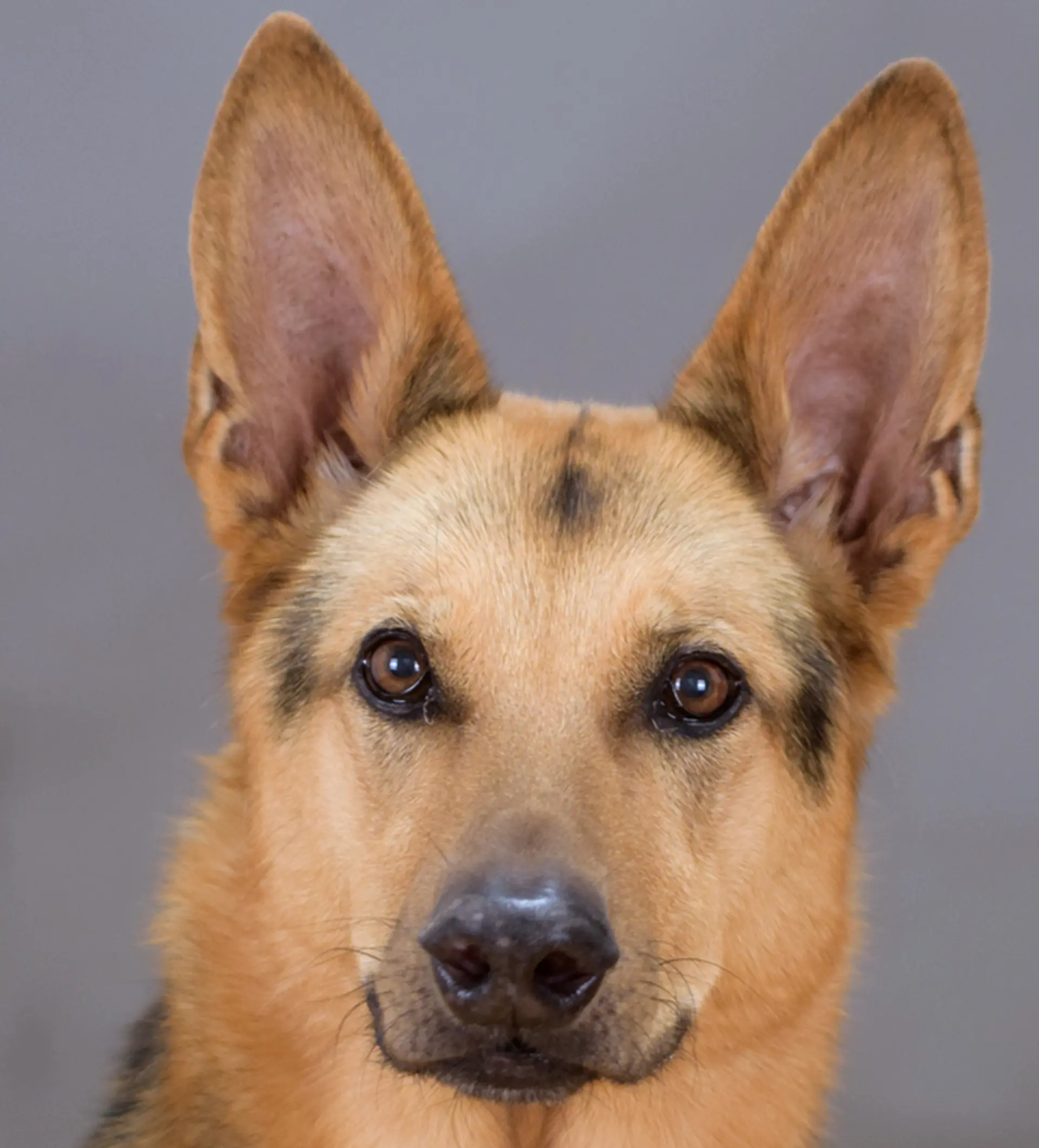 Porträt von Therapiehund Maya, ein Schäferhund-Mix.