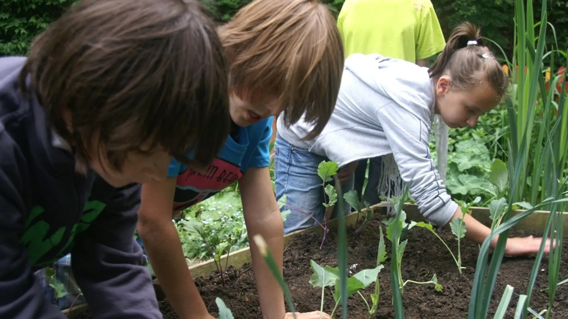 Drei Kinder arbeiten an einem Hochbeet mit jungen Gemüsepflanzen.