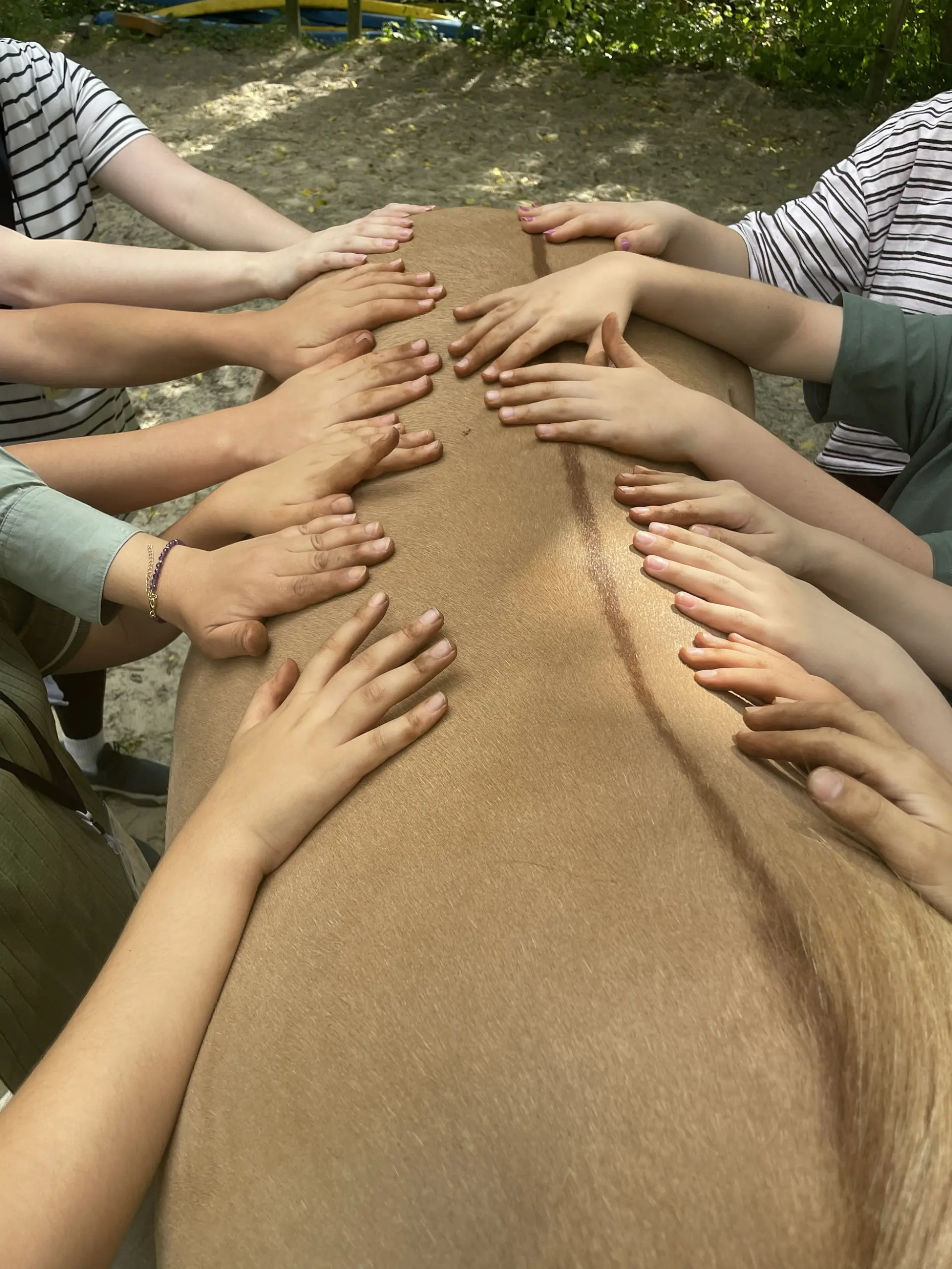 Ein Pferderücken auf dem viele Kinder ihre Hände auflegen.