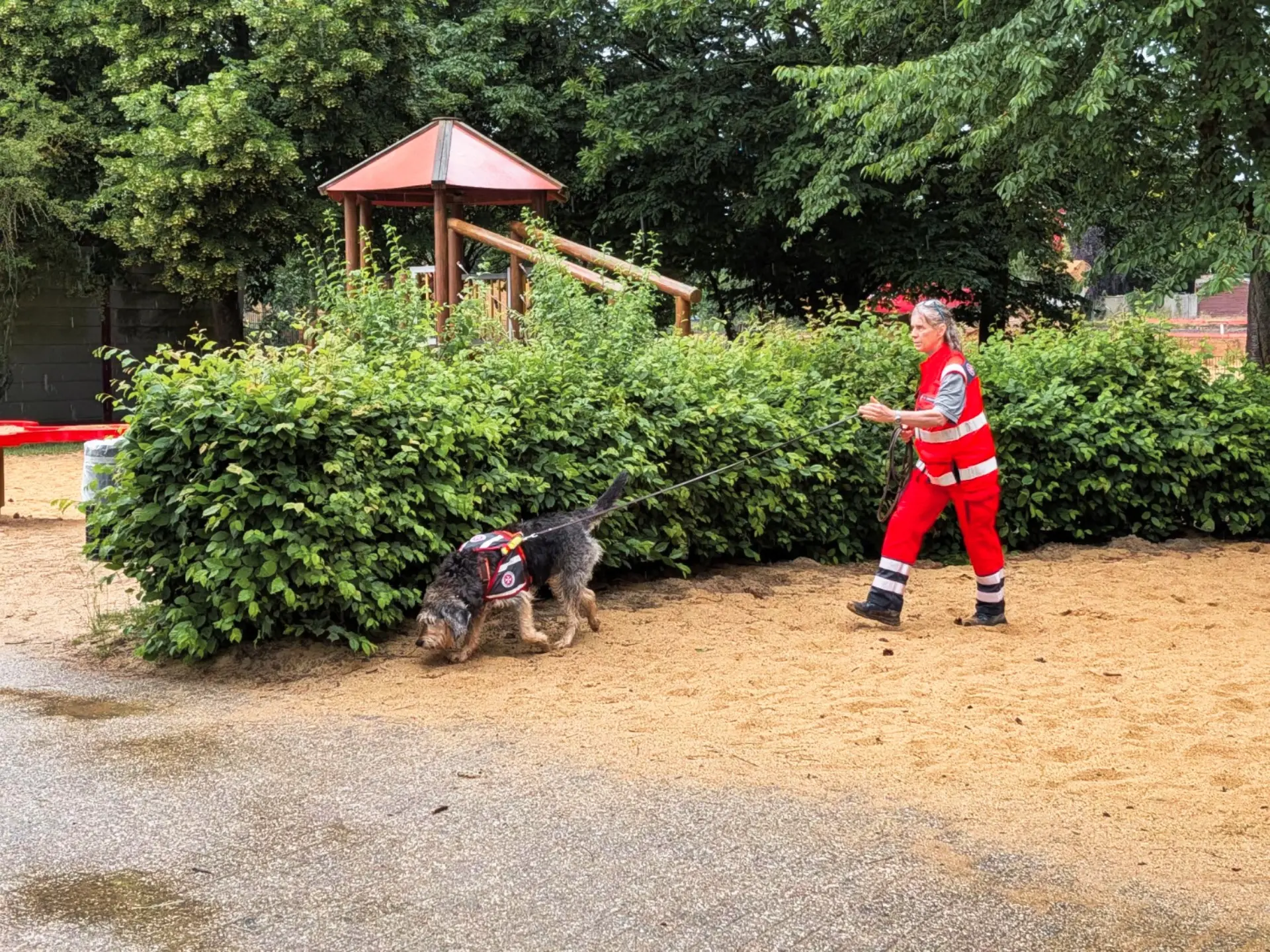 Bild von einem Hund, der an einer Leine geführt wird. Der Hund sucht etwas.