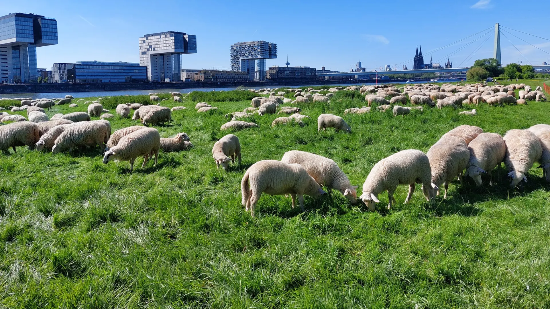 Eine Schafherde vor der Silhouette von Köln 