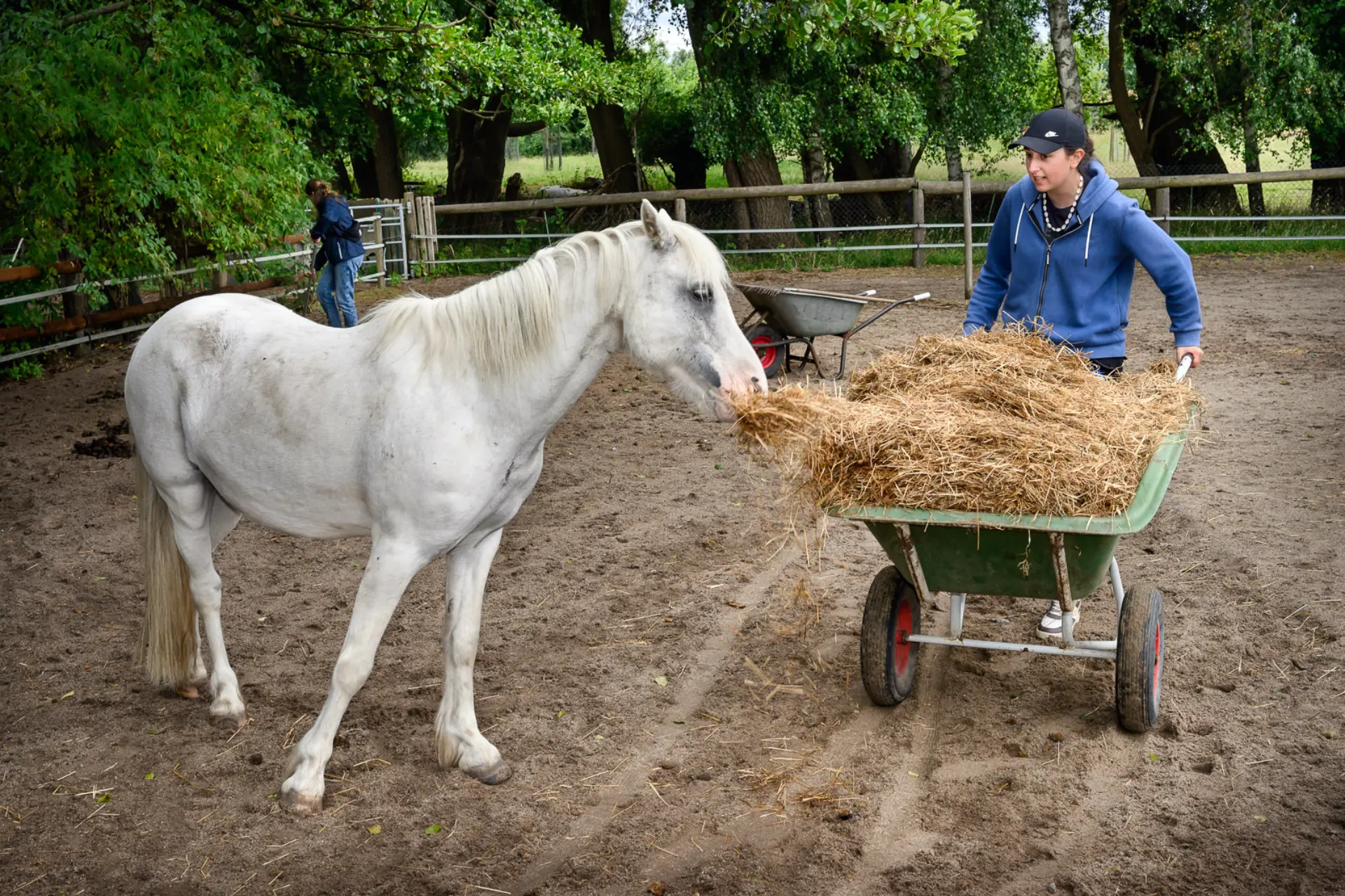 Ein Freiwilliger füttert ein Pferd.