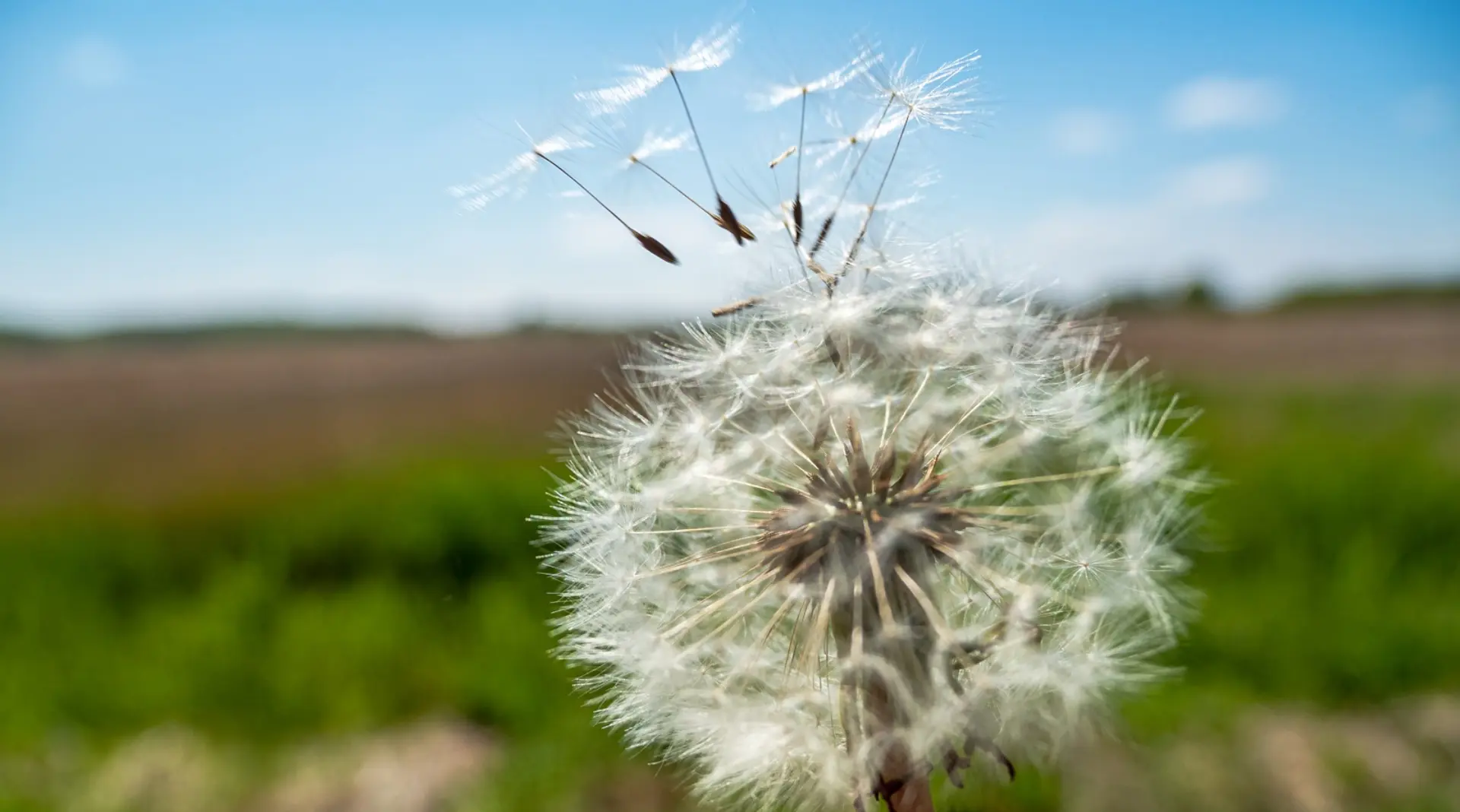 Die Pusteblume - auf in die Zukunft!