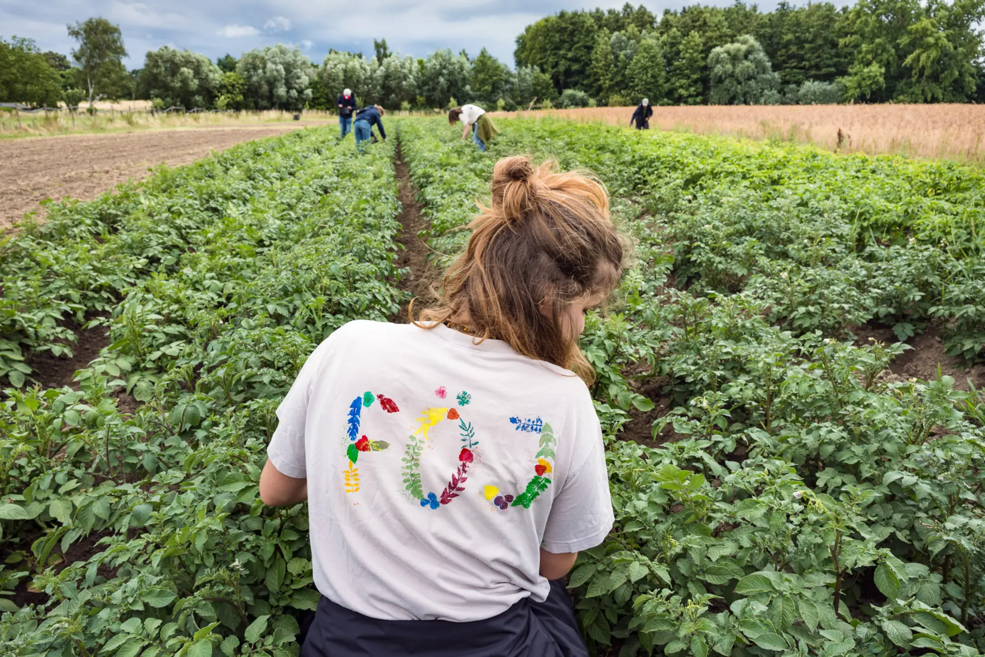Freiwillige arbeiten auf einem Kartoffelacker. 