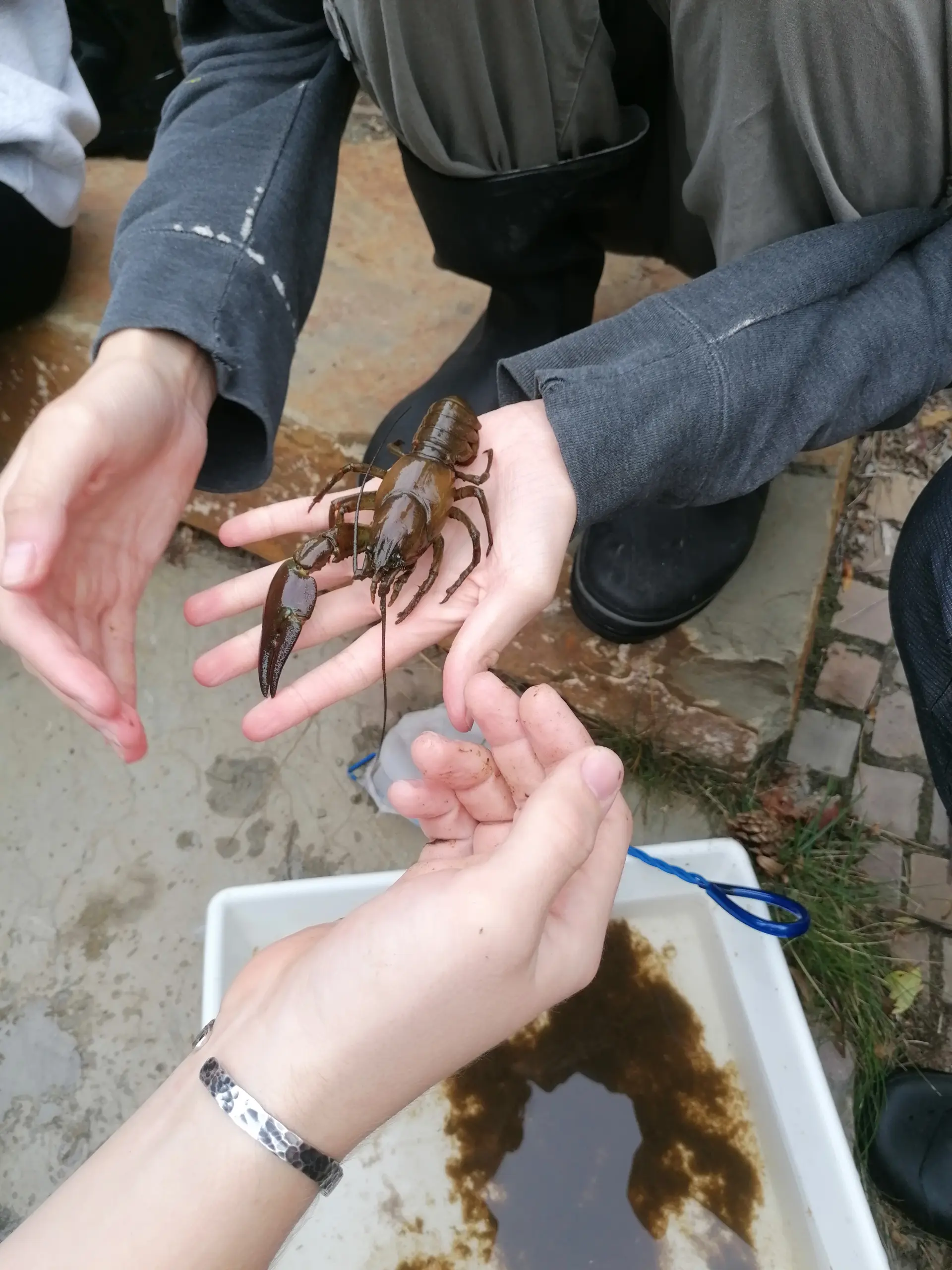 Ein Krebs sitzt auf einer Hand. 
