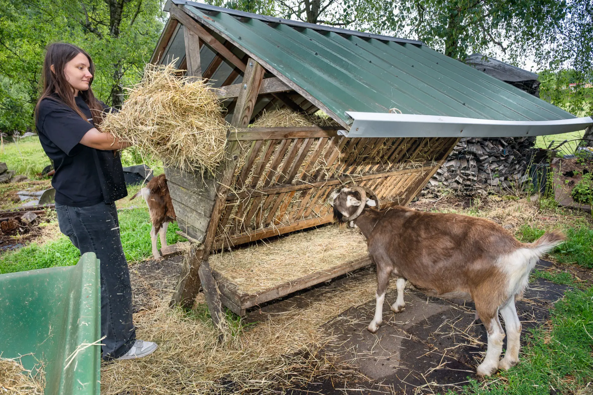 Morgens Tiere füttern im Seminar Landwirtschaft.