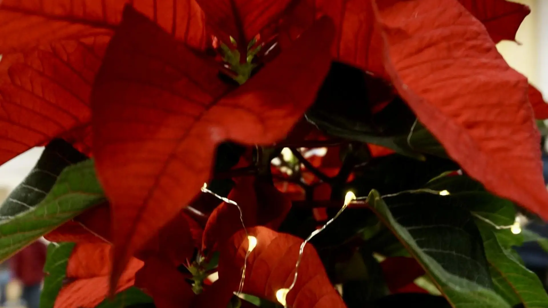Ein roter Weihnachtsstern mit Lichterkette auf einem Tisch beim Weihnachtsbasar