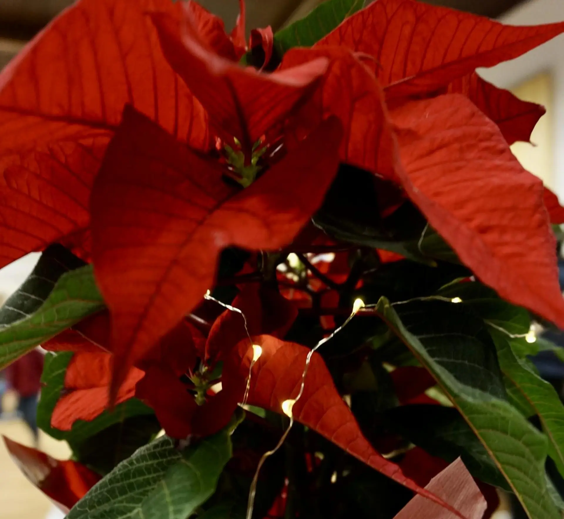 Ein roter Weihnachtsstern mit Lichterkette auf einem Tisch beim Weihnachtsbasar