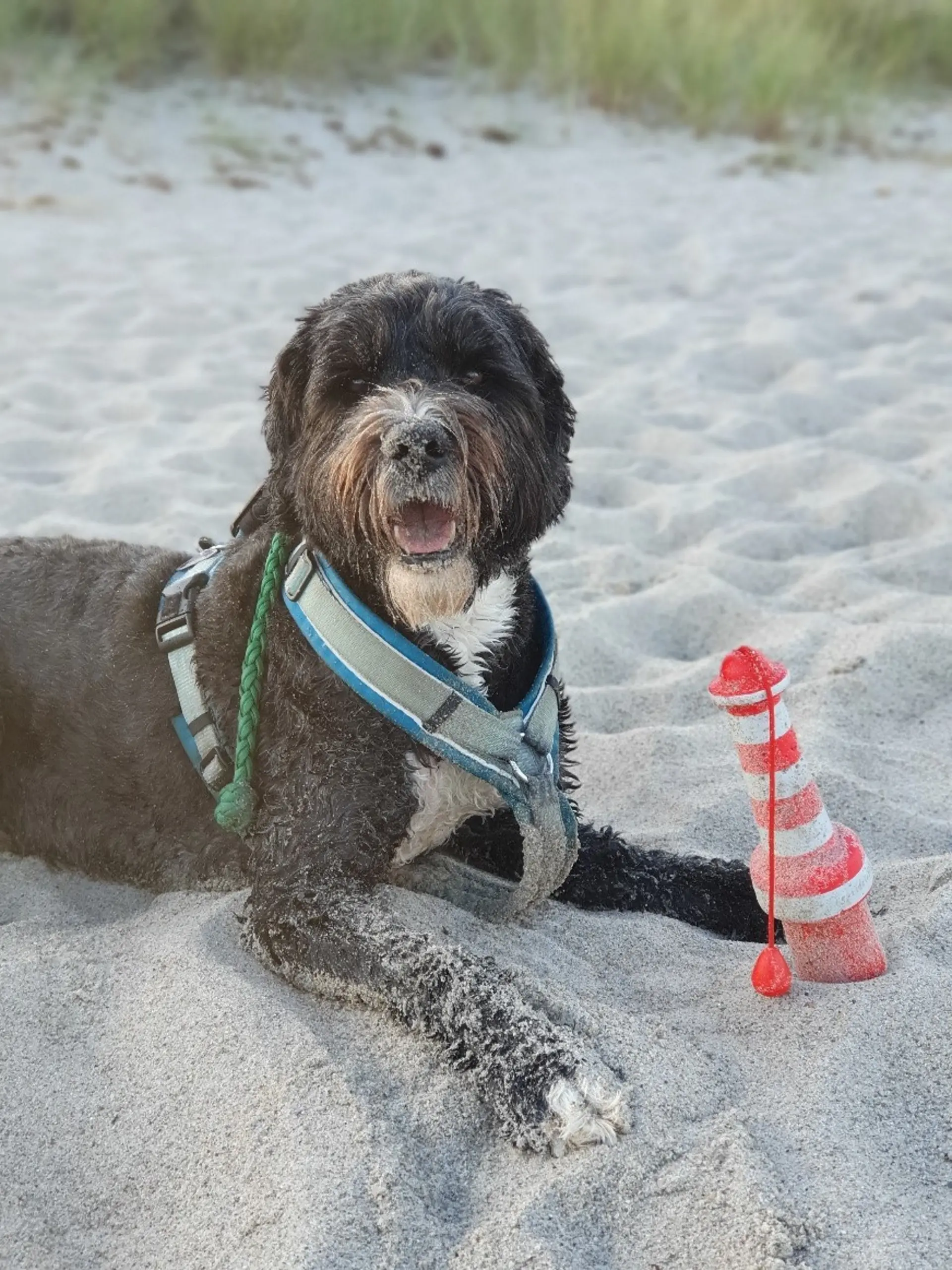 Schulhund Elmo liegt im Sand