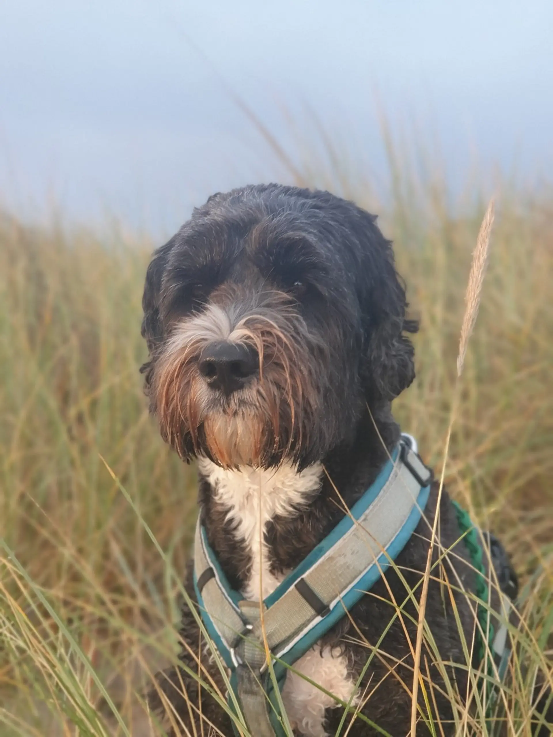 Schulhund Elmo sitzt im hohen Gras