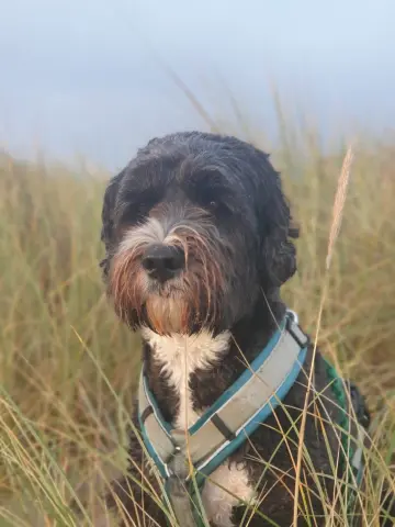Schulhund Elmo sitzt im hohen Gras