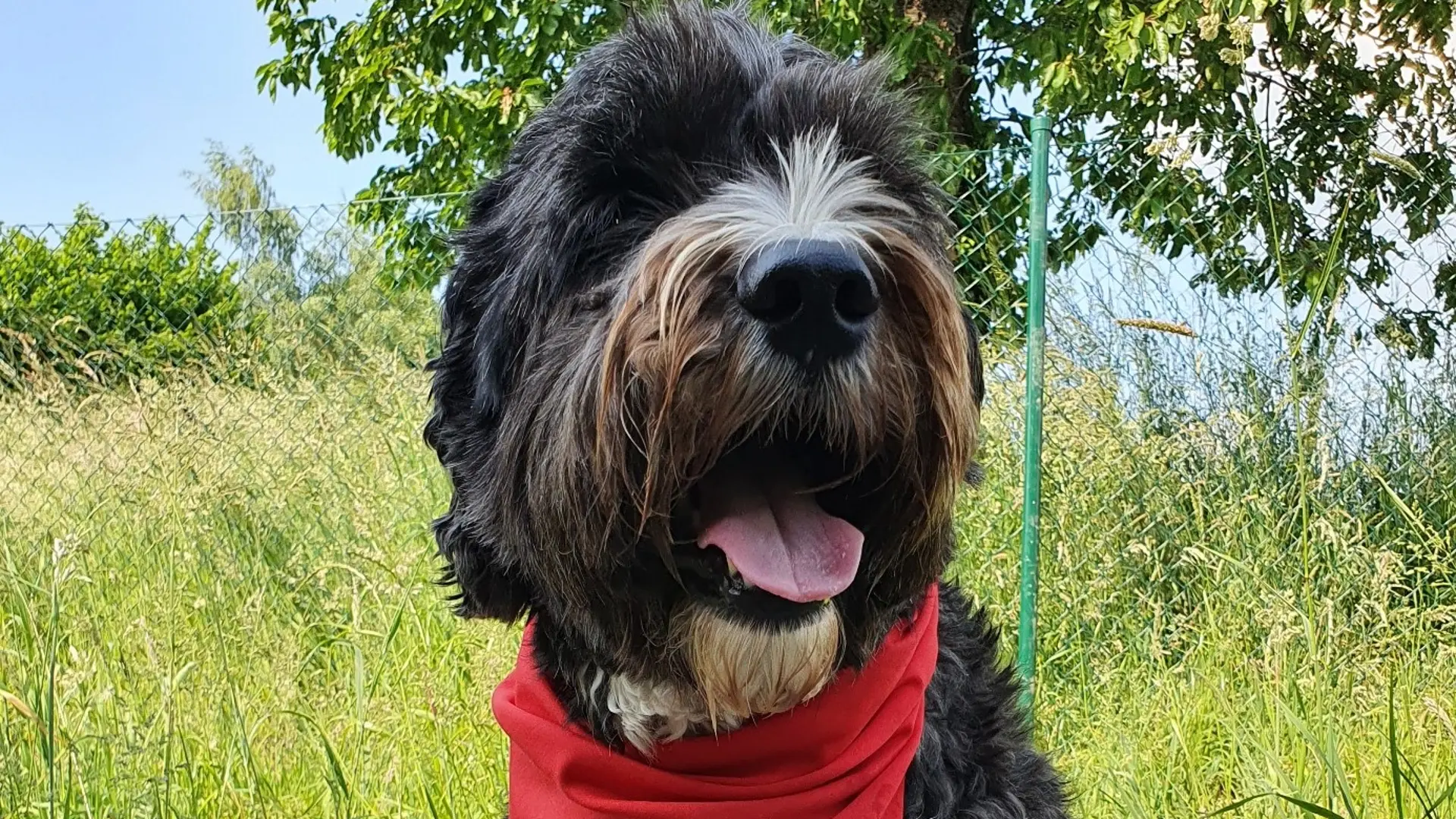 Schulhund Elmo mit rotem Halstuch