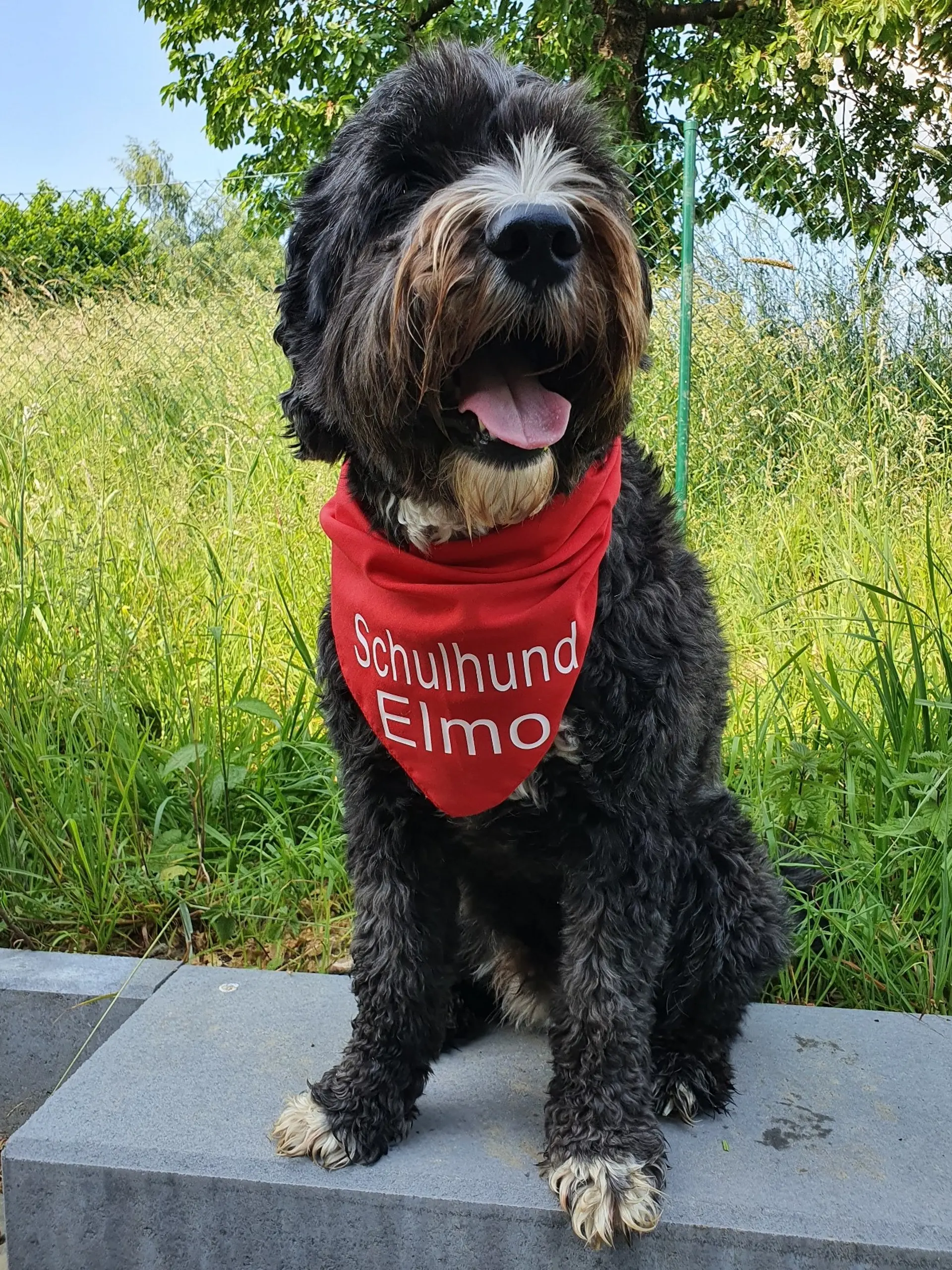 Schulhund Elmo trägt ein rotes Halstuch mit seinem Namen