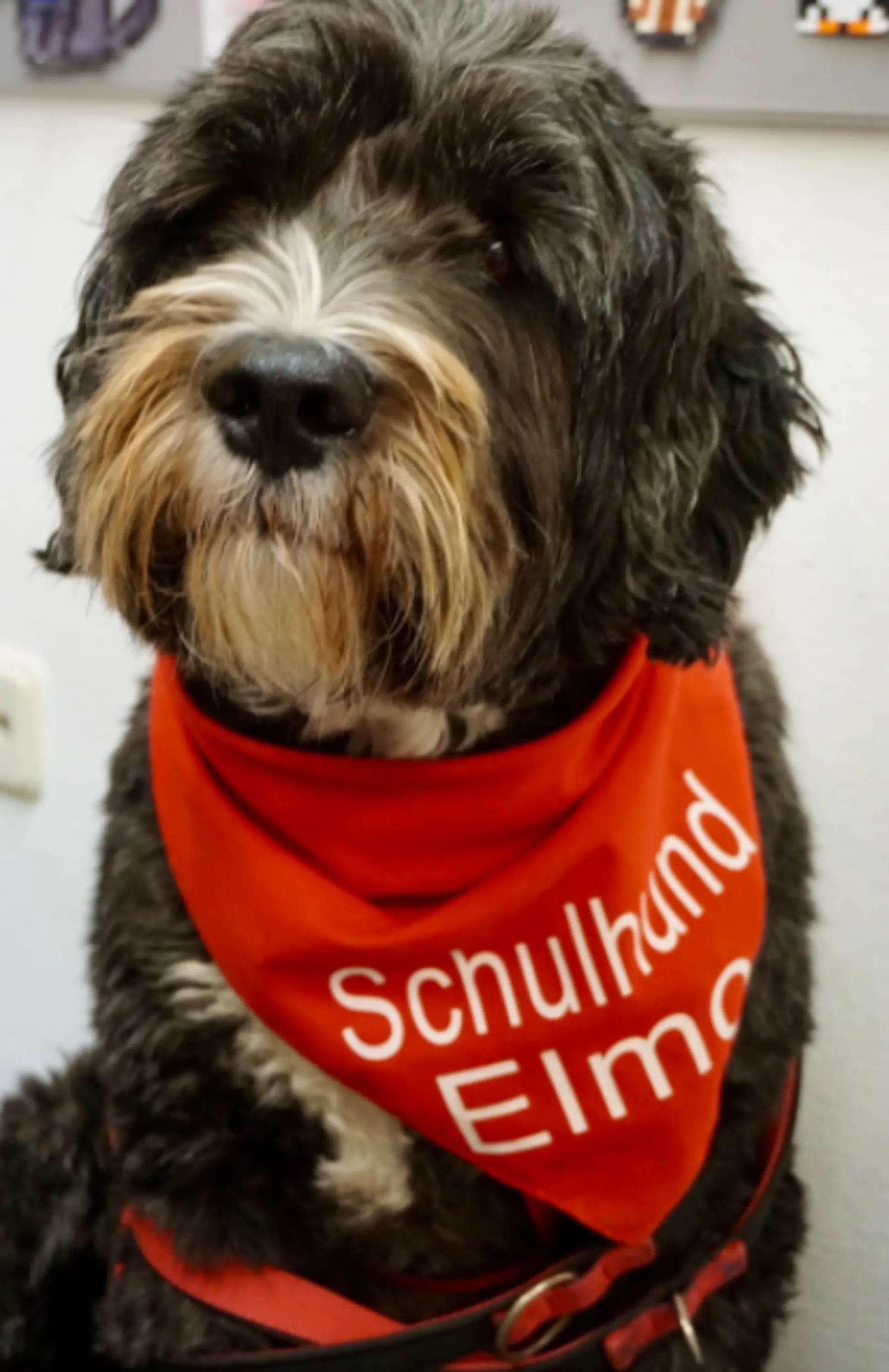 Schulhund Elmo mit rotem Halstuch