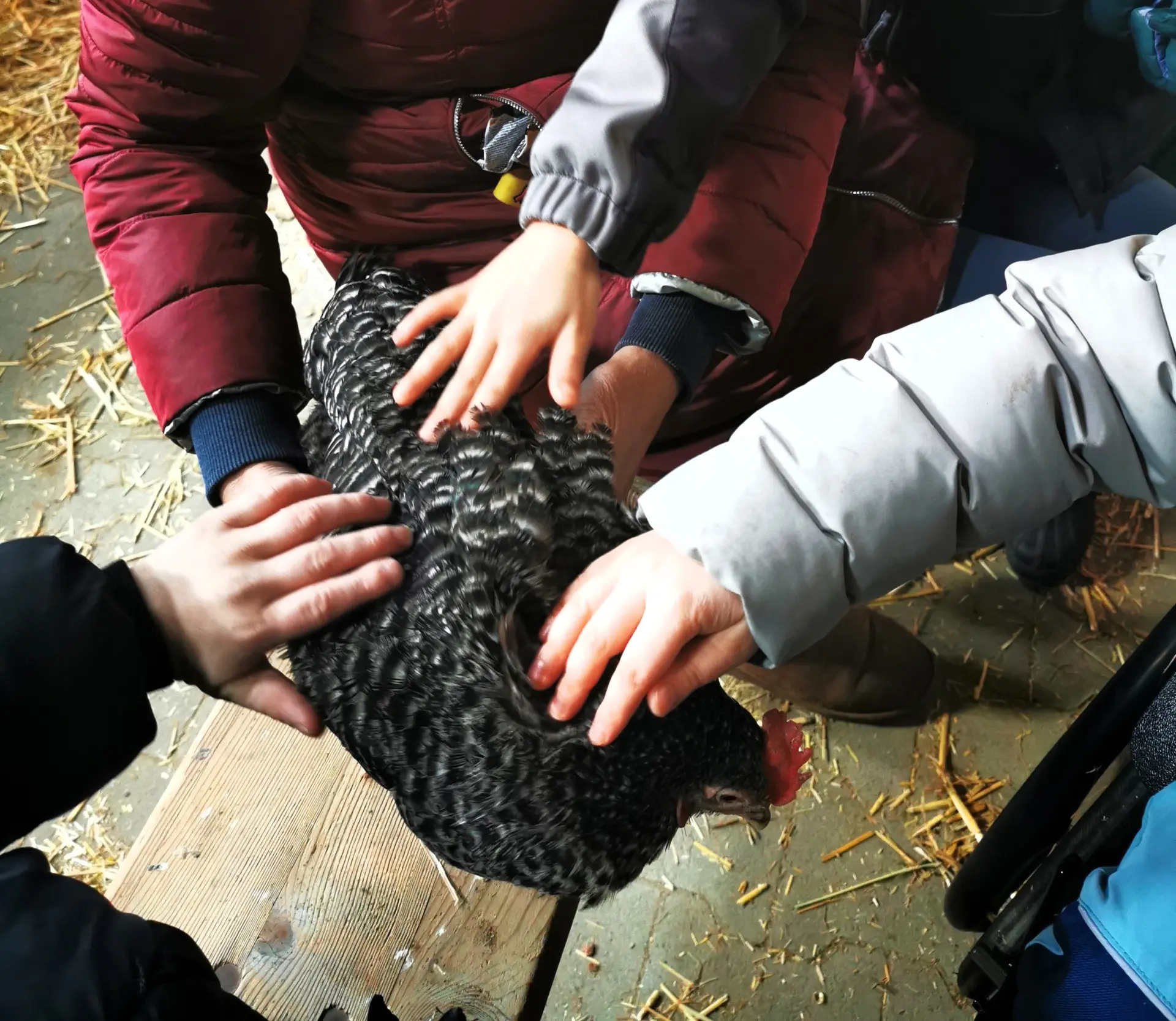 Ein schwarzes Huhn wir von drei Kinderhänden gestreichelt