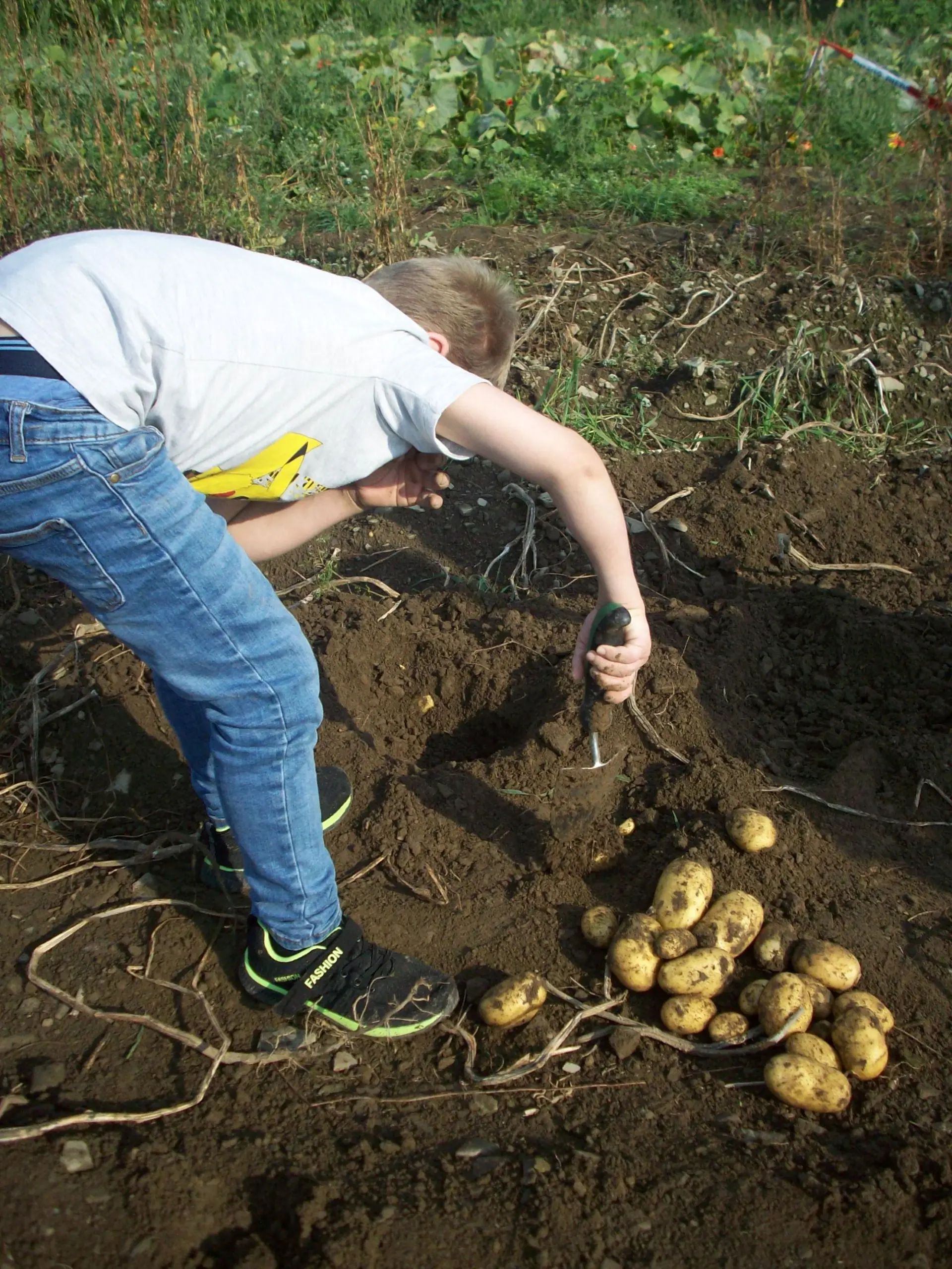 Ein Junge gräbt mit einer kleinen Schaufel Kartoffeln aus einem Acker