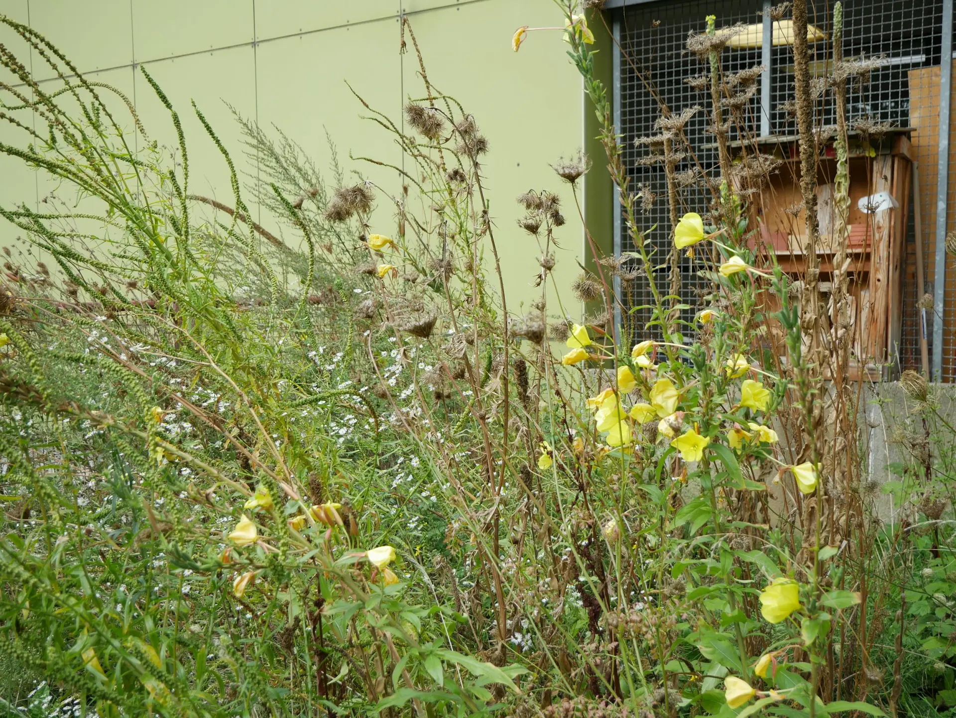 Ein dicht bewachsener Gartenbereich mit hohen, gelb blühenden Wildpflanzen. Im Hintergrund ist ein Holzregal zu erkennen, das als Insektenhotel dient.