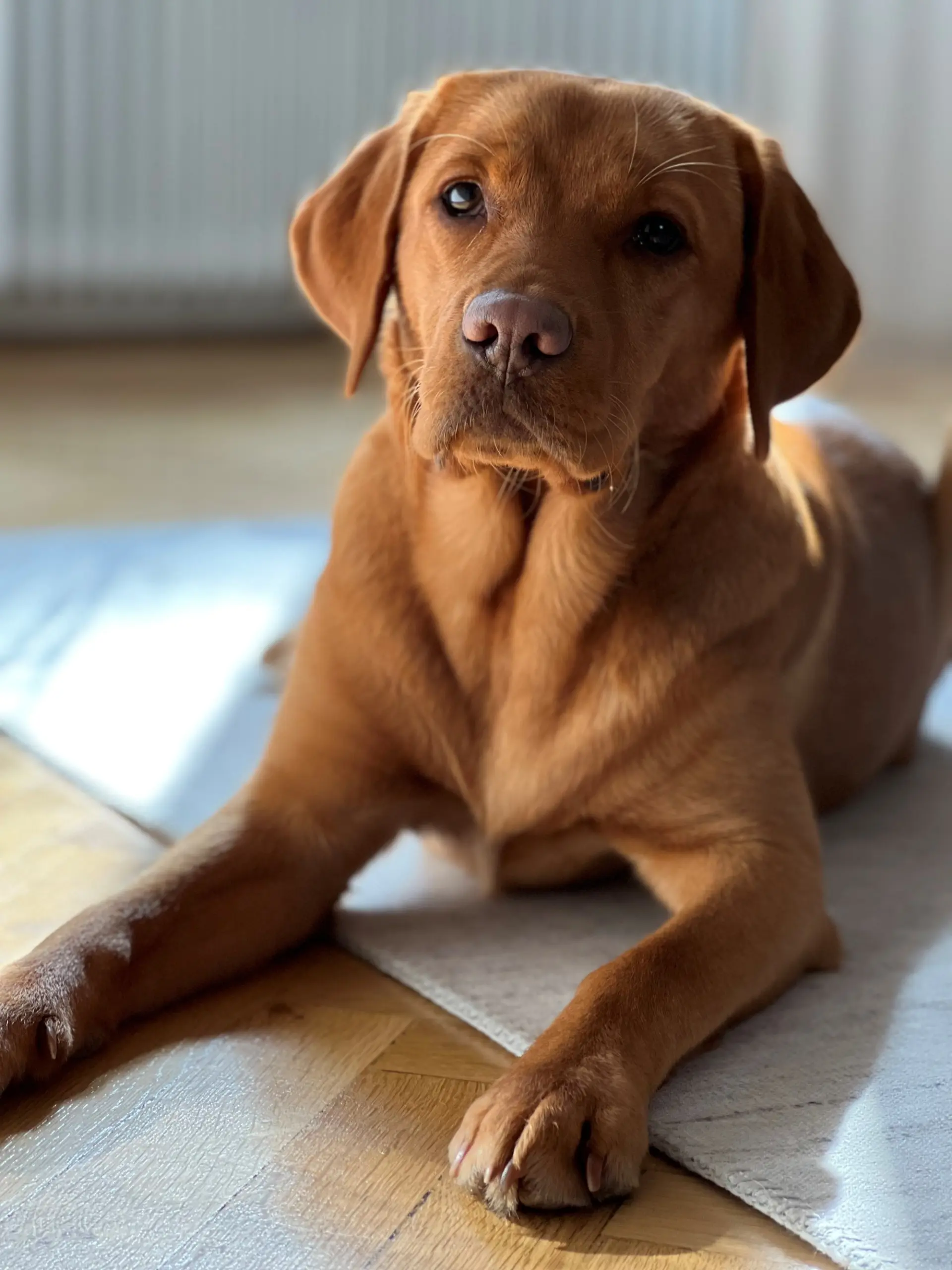 Schulhund Alba