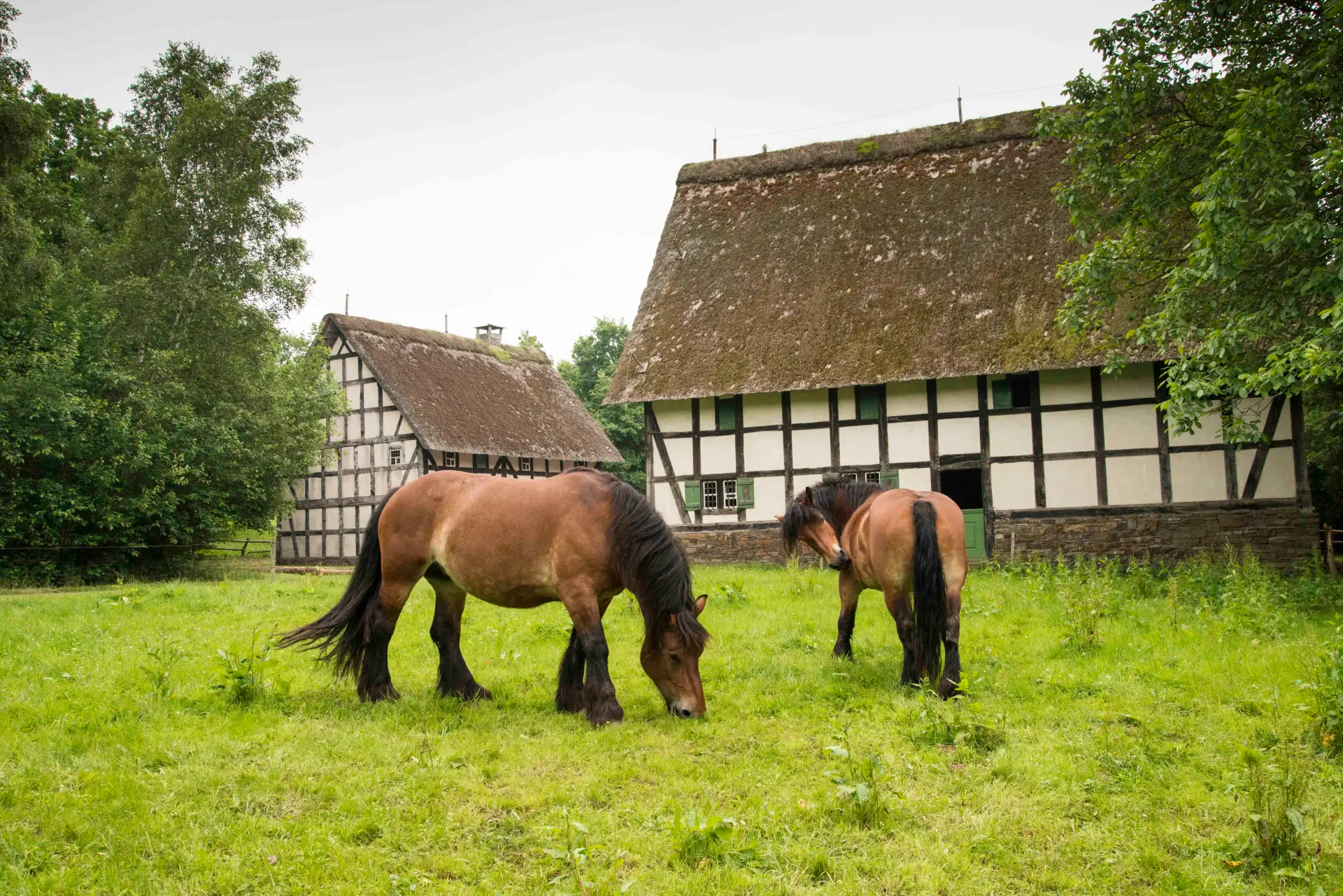 Ein Foto von zwei Pferden auf einer Wiese vor zwei Fachwerkhäusern.