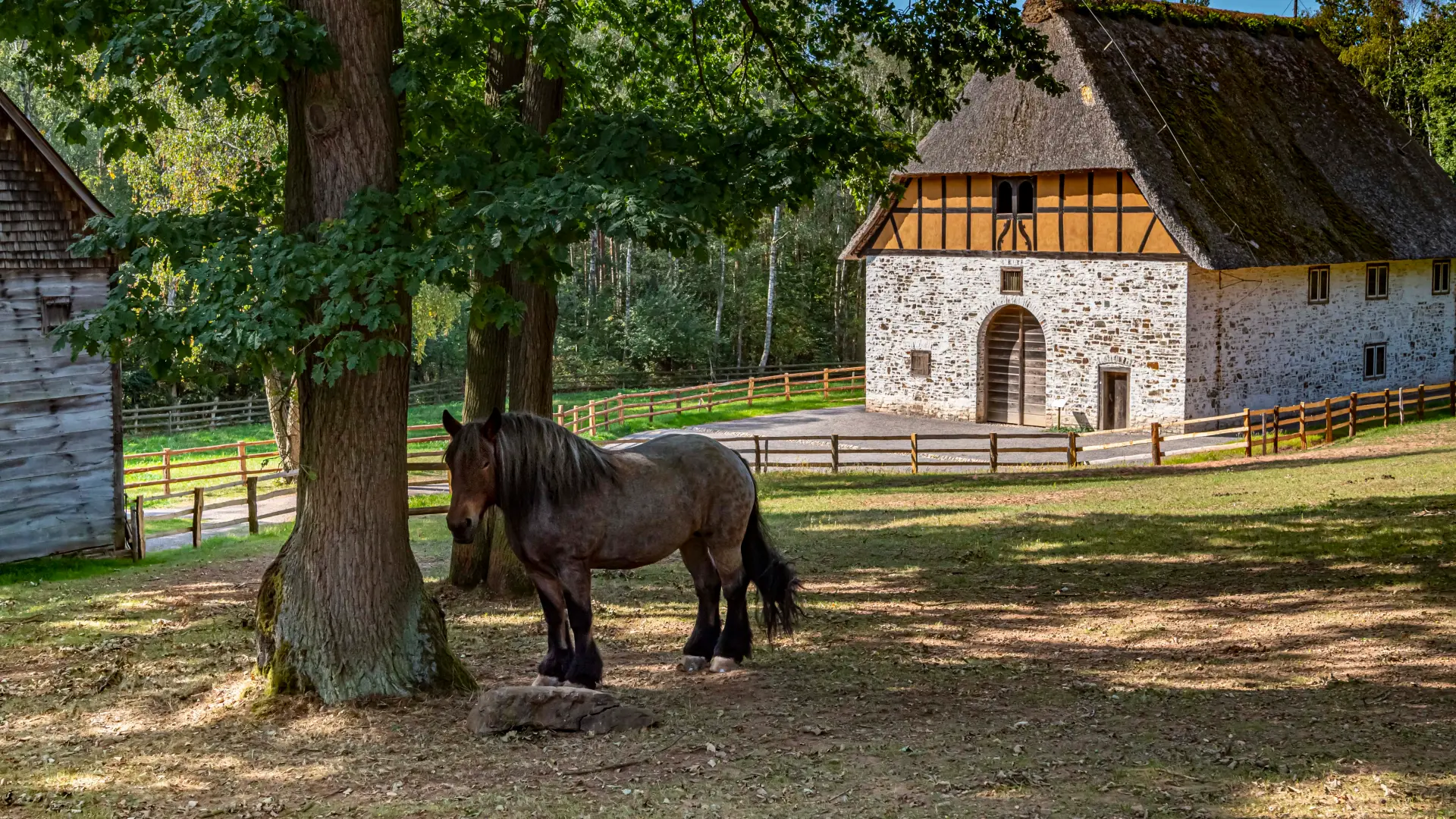 Ein Pferd steht unter einem Baum, im Hintergrund sieht man ein Haus, das im unteren Bereich aus weißen Steinen besteht, oben aus Fachwerk mit braunen Gefachen.