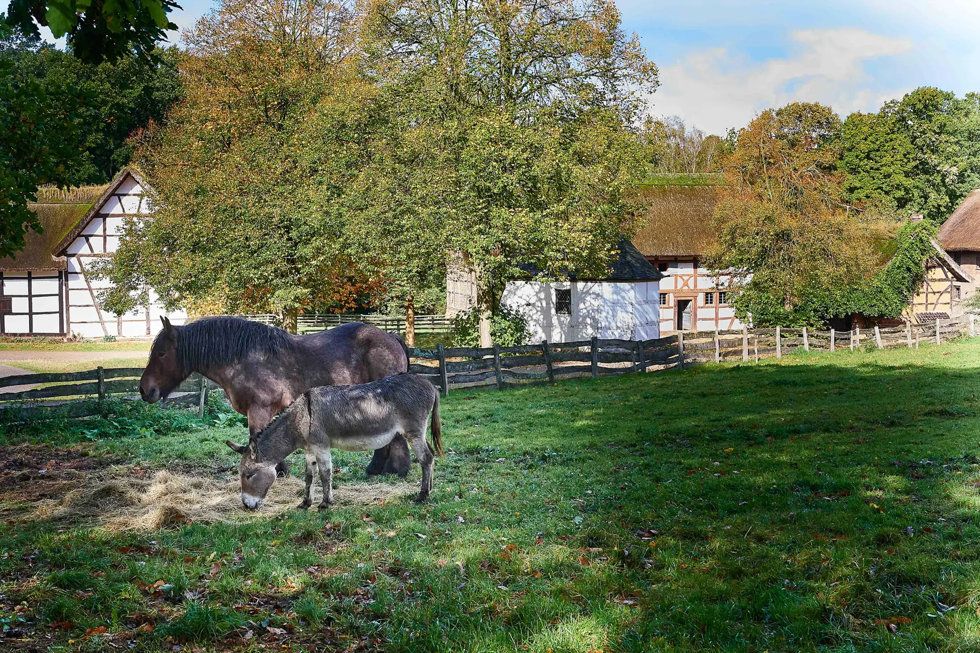 In der vorderen Bildhälfte sind ein Esel und ein Pferd auf einer eingezäunten Wiese. Im Hintergrund ist die Baugruppe mit mehreren Fachwerkhäusern zu sehen.