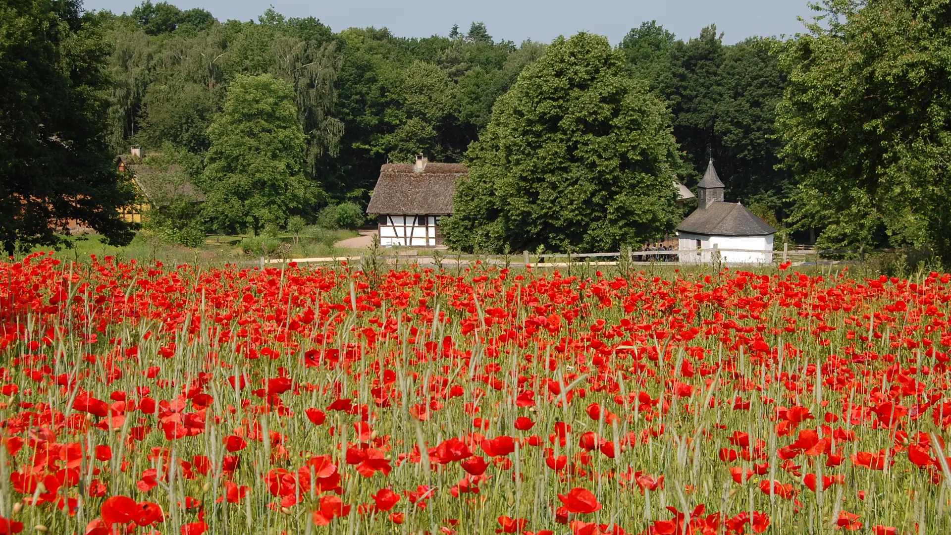 Foto: Blick über ein Mohnfeld in die Baugruppe mit einer Kapelle und einem Fachwerkhaus im Hintergrund.