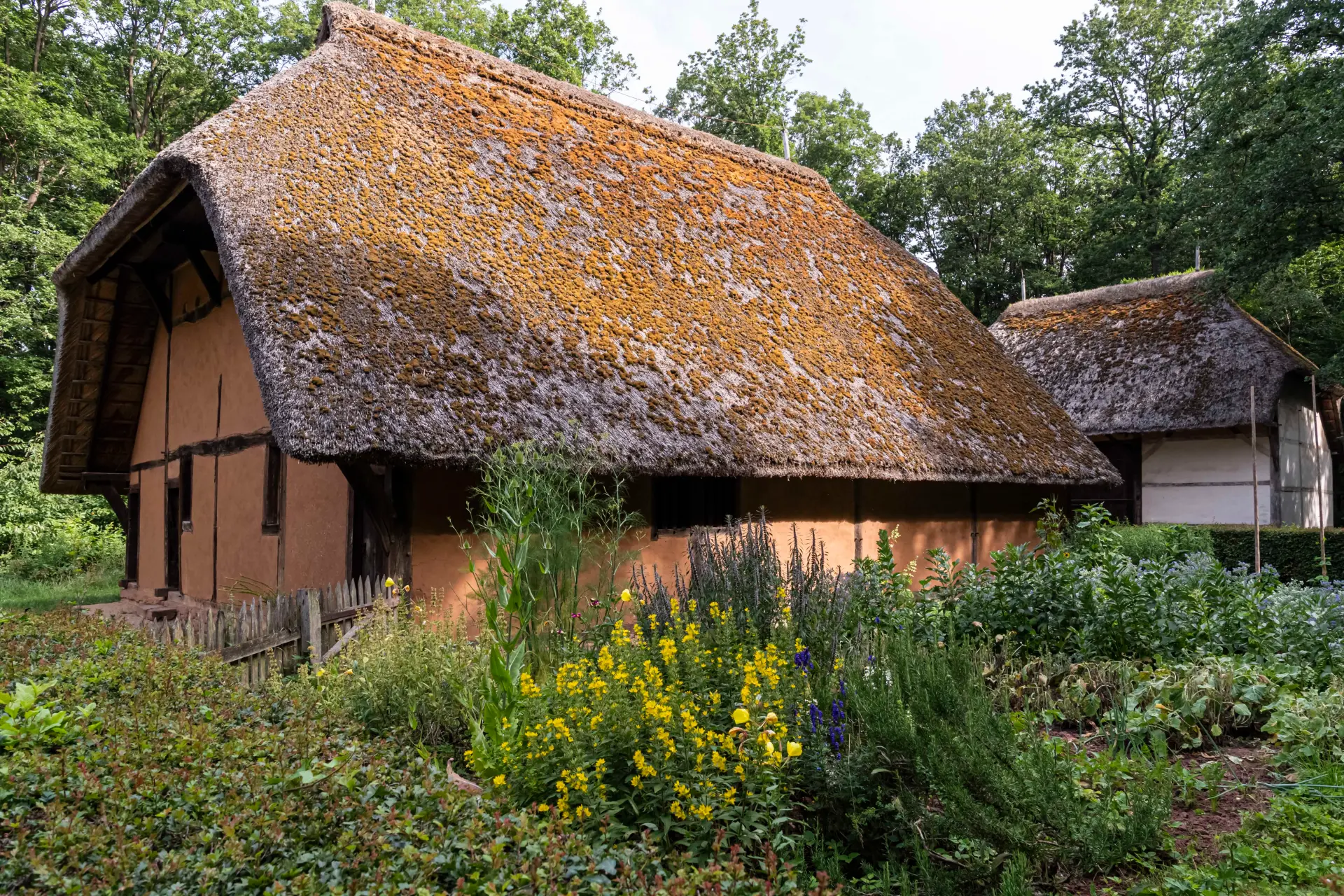 Reetgedecktes Fachwerkhaus mit wildem Garten und Bäumen im Hintergrund.