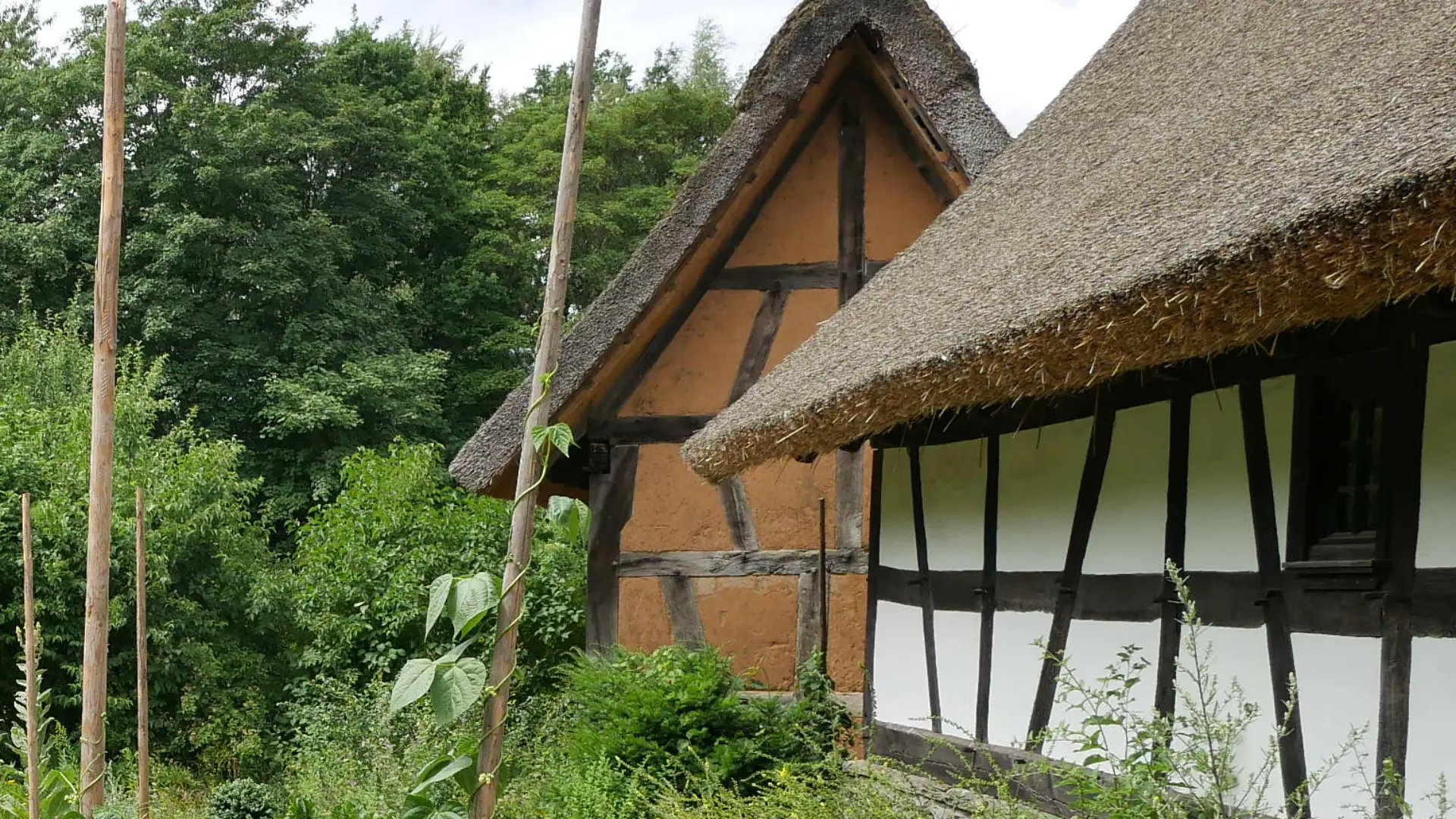 Historischer Bauerngarten mit Gemüsebeeten und hohen Holzstangen vor reetgedeckten Fachwerkhäusern, umgeben von dichtem Grün und Bäumen. Schmale Erdwege führen durch den gepflegten Garten.