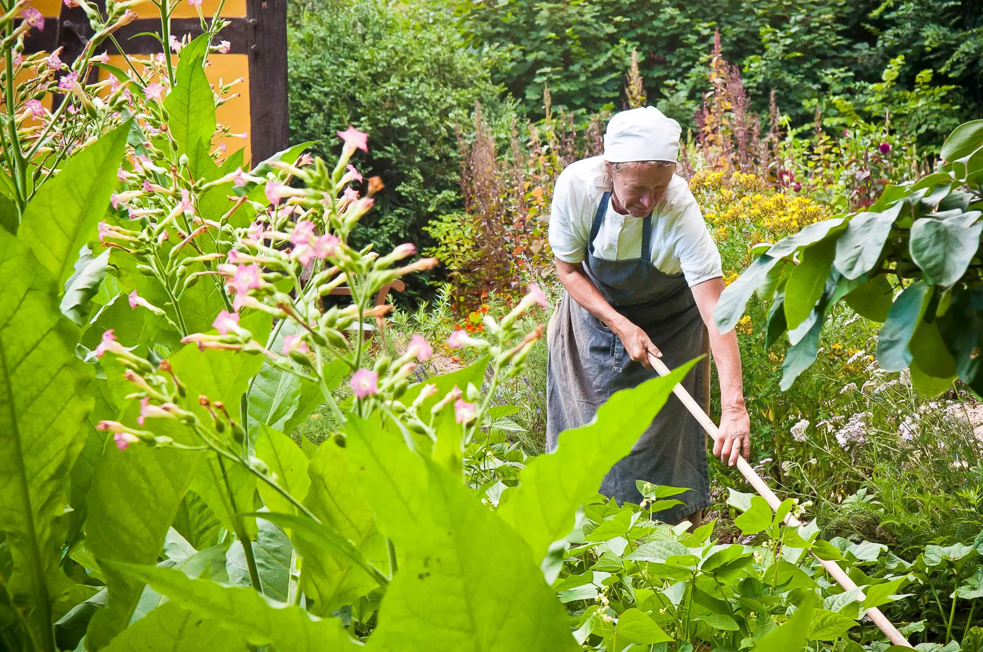 Eine Bäuerin recht im Garten, der viele hoch wachsende Kräuter zeigt.