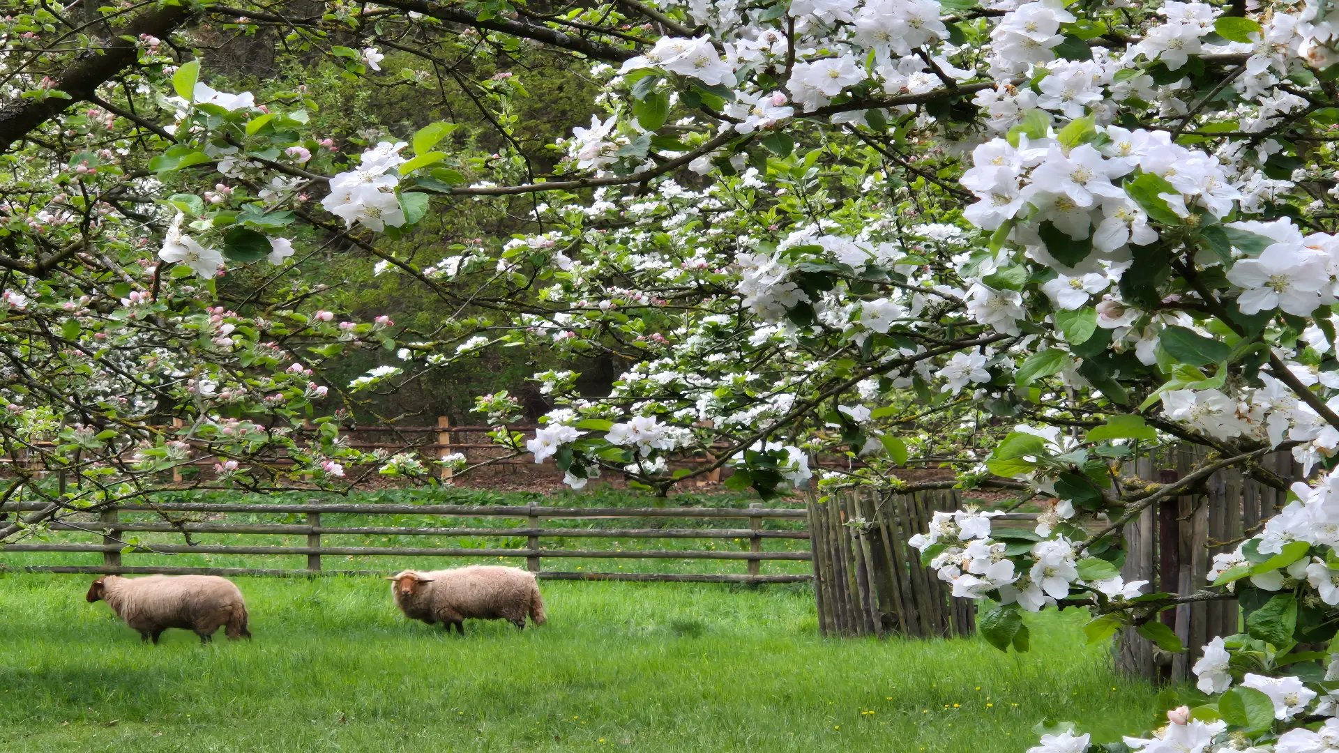 Zwei Schafe grasen auf einer grünen Wiese in einem eingezäunten Garten. Im Vordergrund und oberen Bildbereich dominieren blühende Obstbaumzweige mit weißen Blüten und frischem grünem Laub. Im Hintergrund sind ein Holzzaun und weitere Bäume zu sehen, die eine ruhige, ländliche Frühlingslandschaft vermitteln.