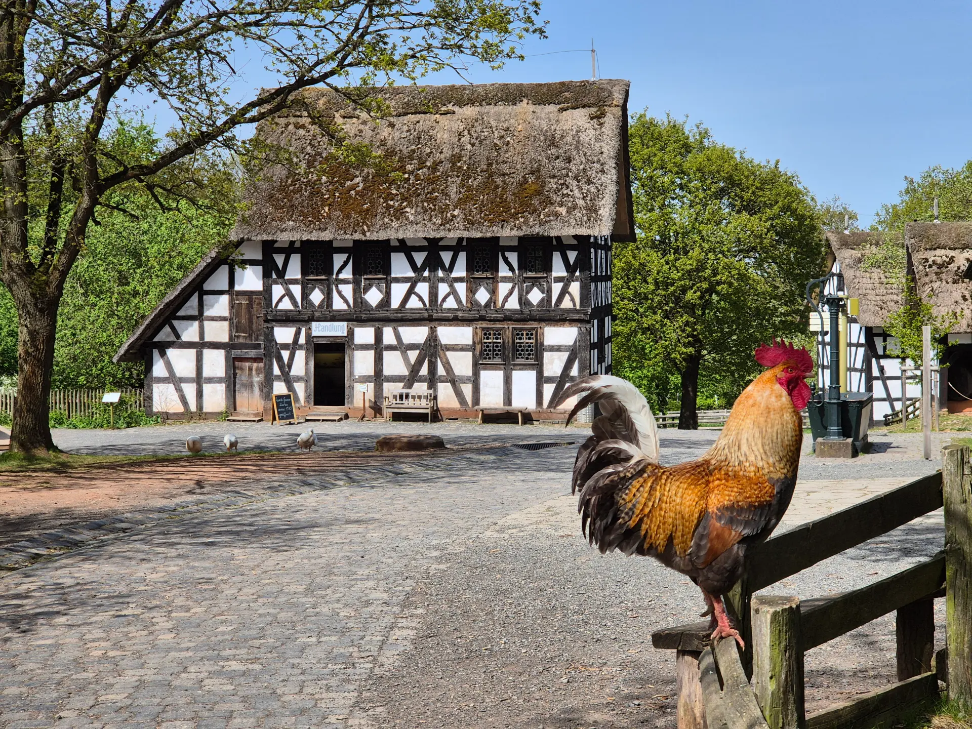 Ein bunter Hahn sitzt auf einem Holzzaun im Vordergrund eines historischen Bauernhofs. Im Hintergrund steht ein traditionelles Fachwerkhaus mit Reetdach, umgeben von Bäumen und einer gepflasterten Hoffläche. Einige Gänse bewegen sich auf dem Hof, während die Szene insgesamt eine ländliche Atmosphäre bei sonnigem Wetter zeigt.
