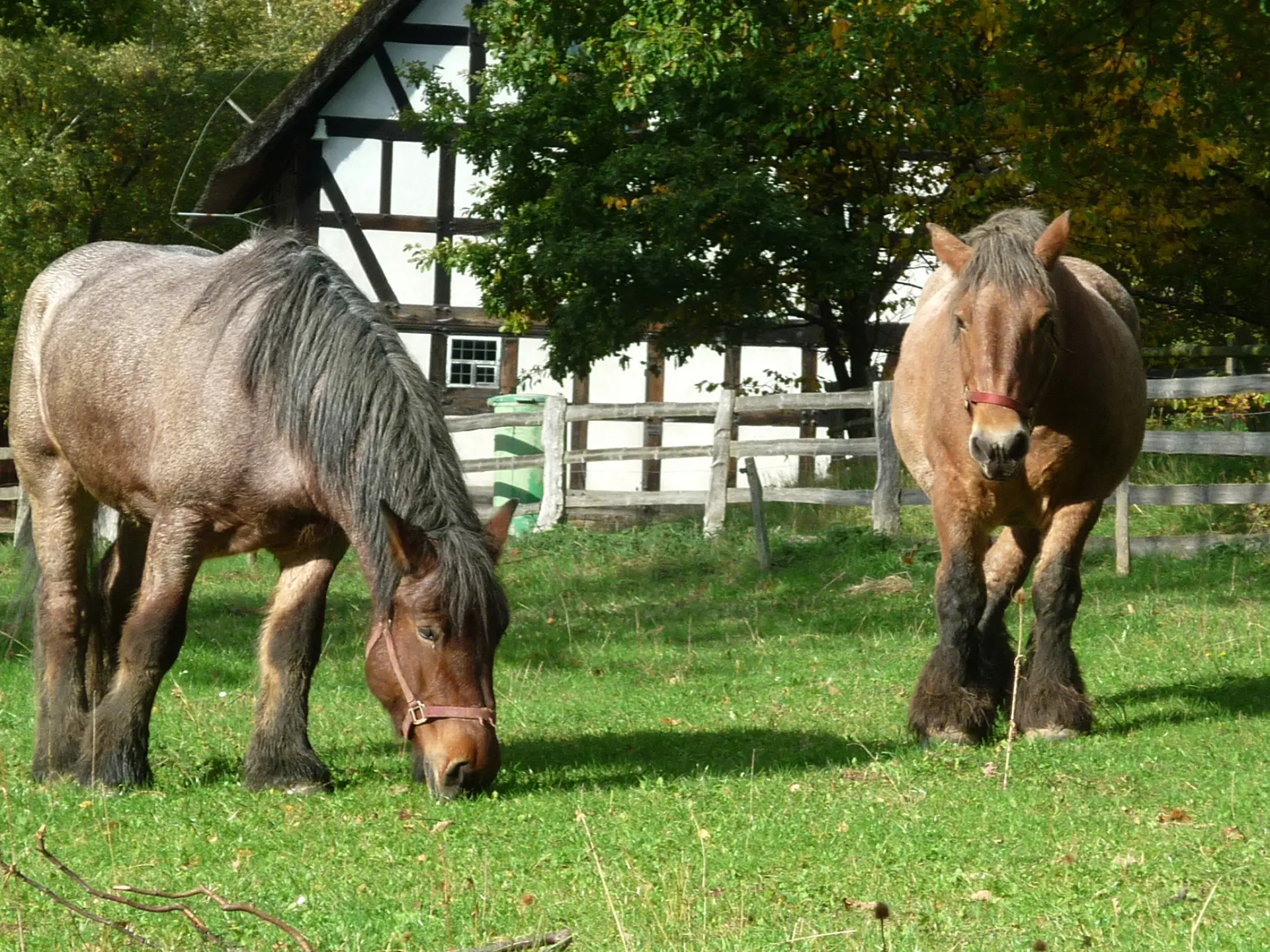 Zwei braune Pferde auf einer eingezäunten Wiese vor einem Fachwerkhaus.
